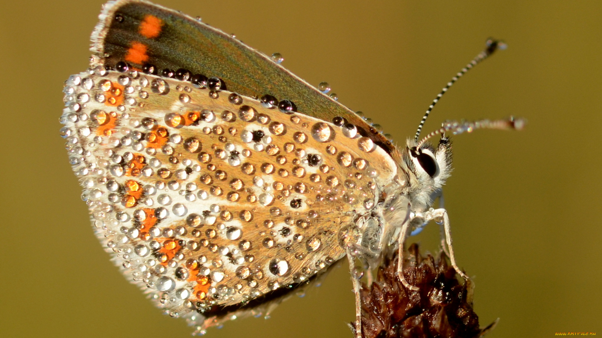 животные, бабочки, , мотыльки, , моли, роса, капли, травинка, насекомое, фон, бабочка, утро, макро