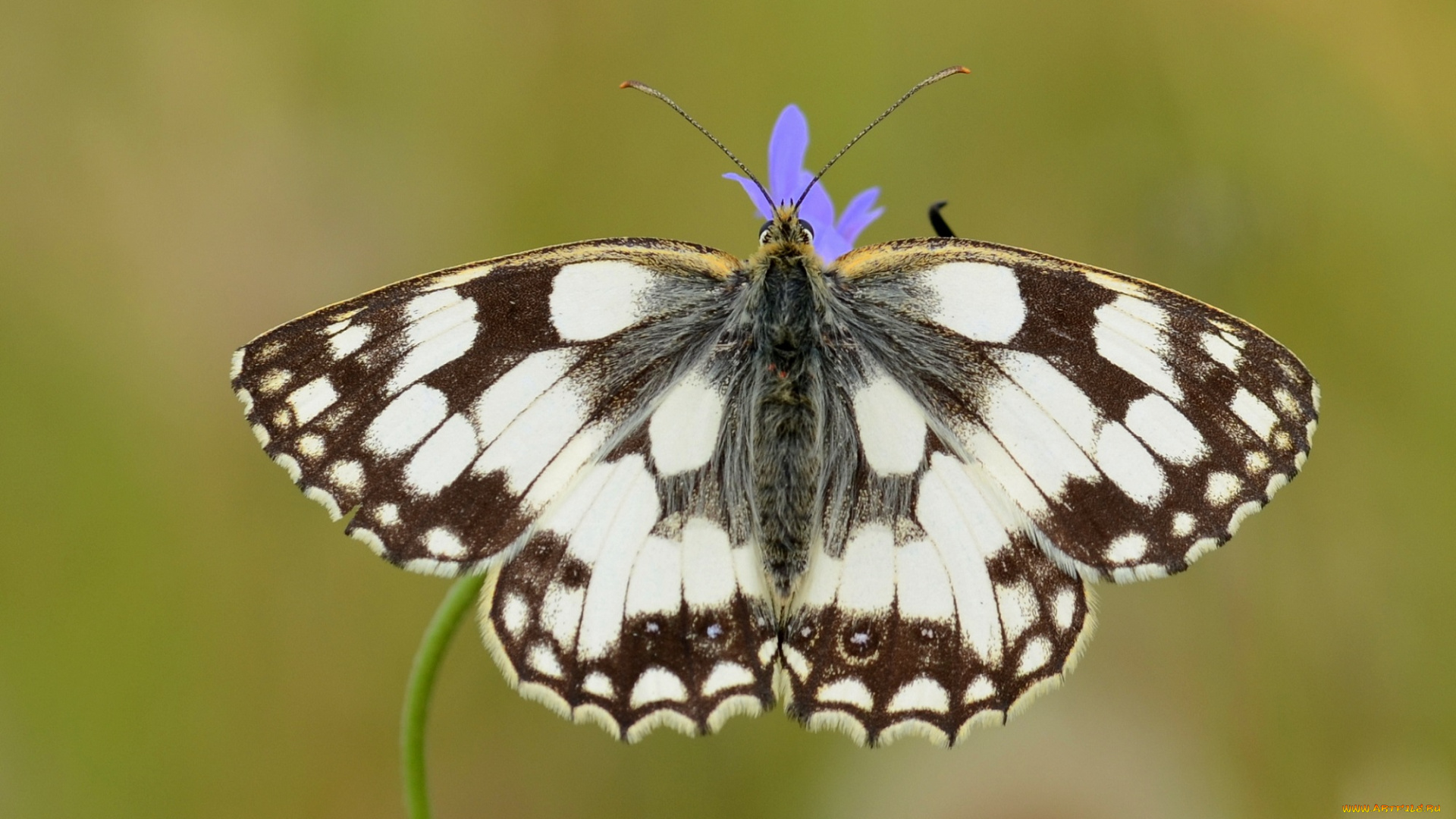 животные, бабочки, , мотыльки, , моли, усики, насекомое, травинка, макро, крылья, бабочка, фон