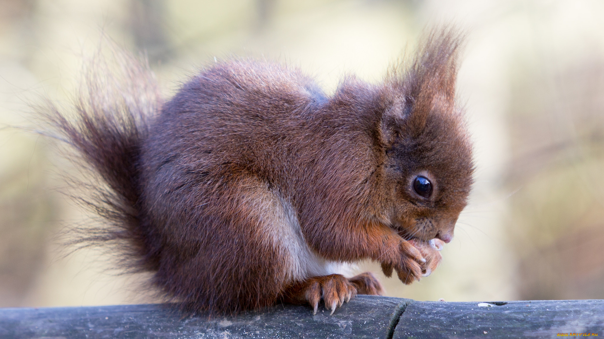 животные, белки, белка, дерево