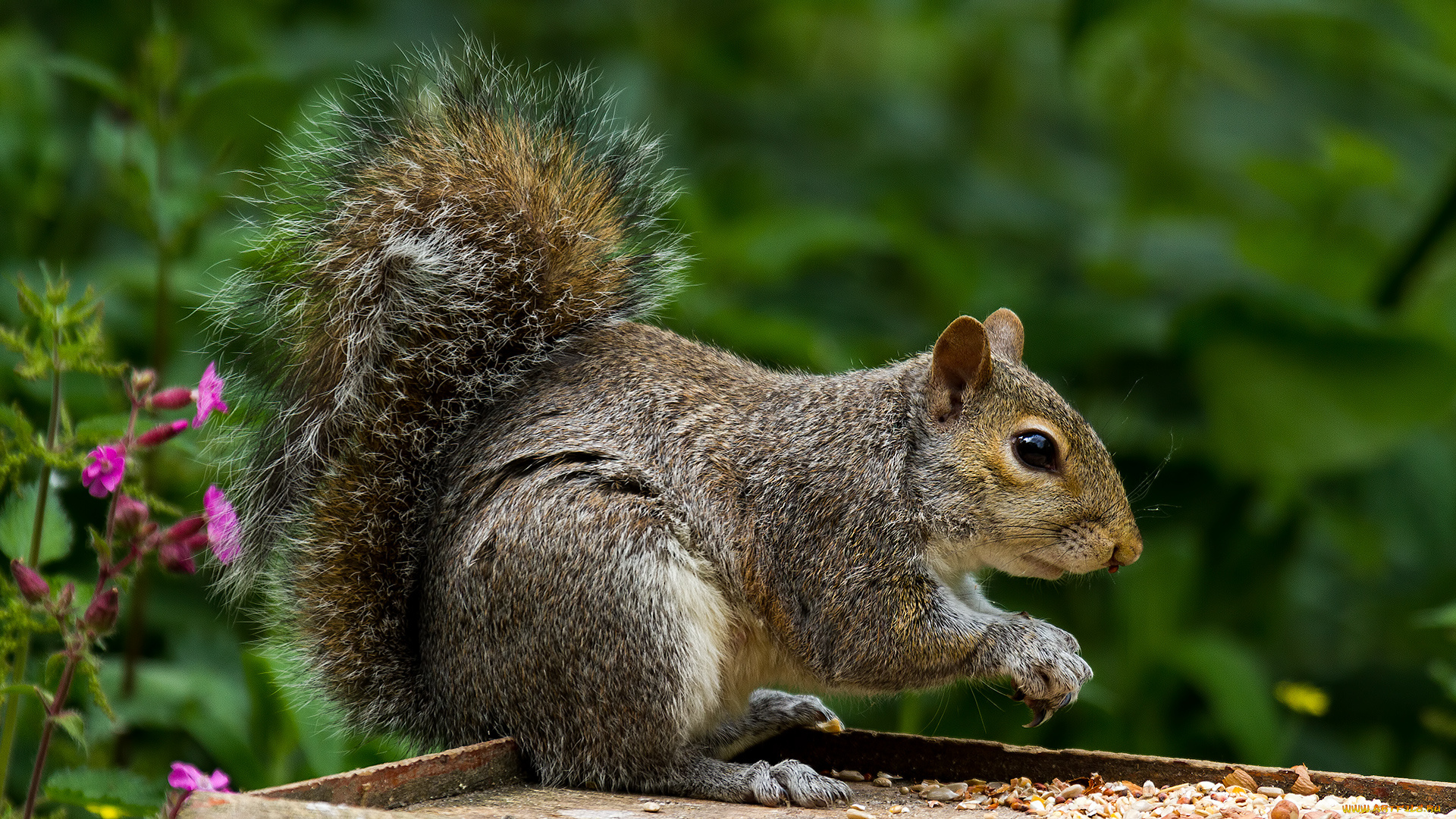животные, белки, белка, дерево
