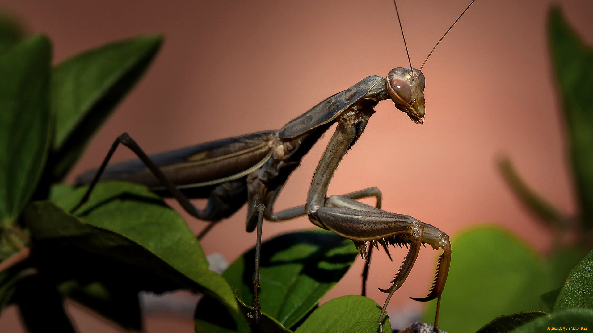 животные, богомолы, богомол