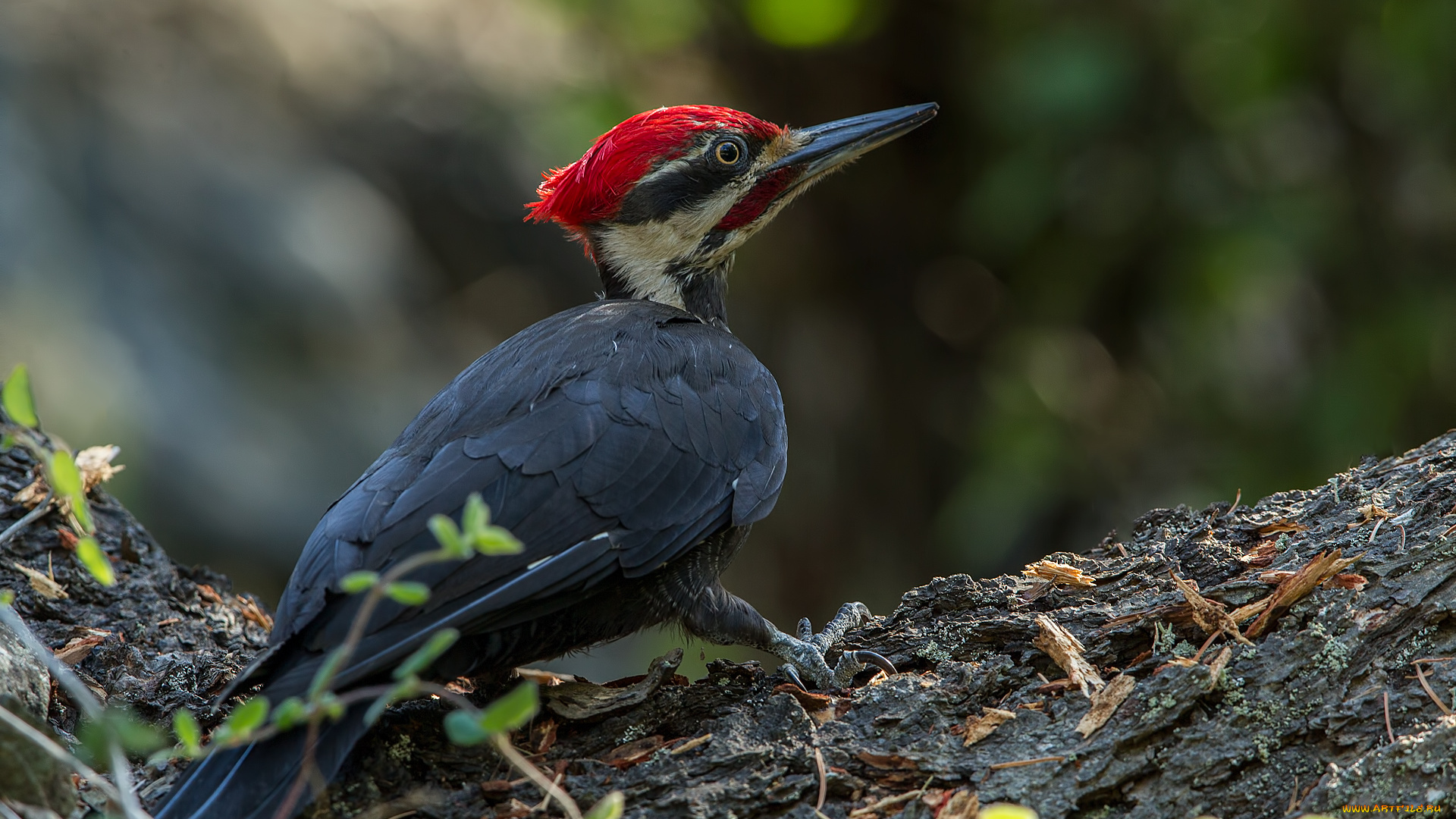 животные, дятлы, дятел