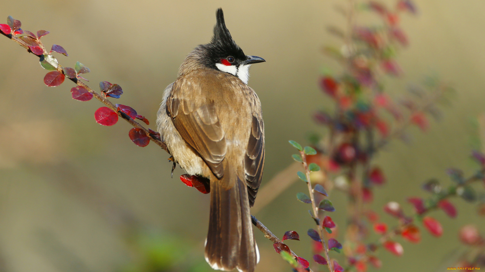 животные, кардиналы, ветка, клюв, хвост, птица