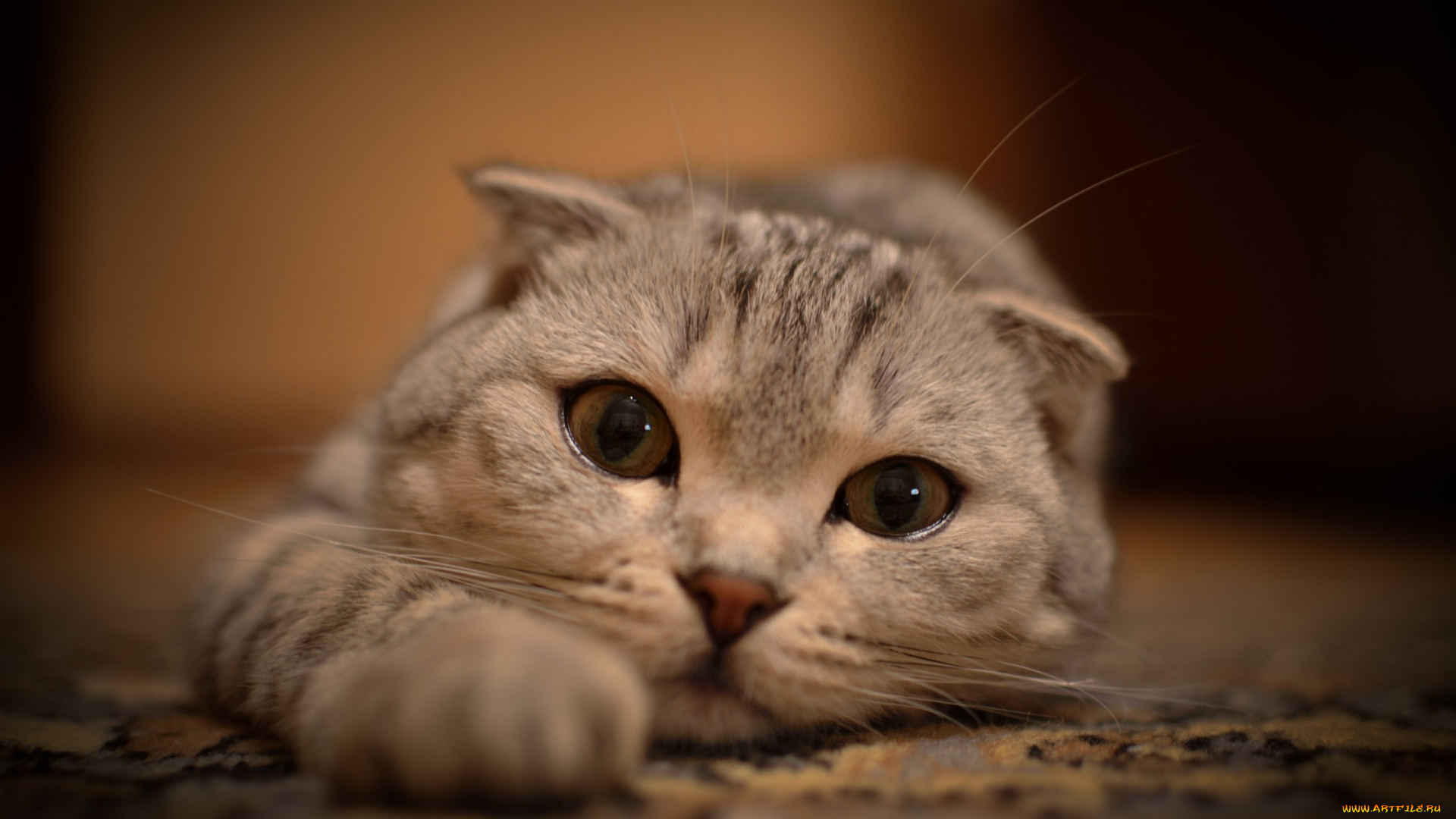 животные, коты, киса, кошки, взгляд, кошка, лапки, кот, усы, глаза, лежит, шотландский, кот