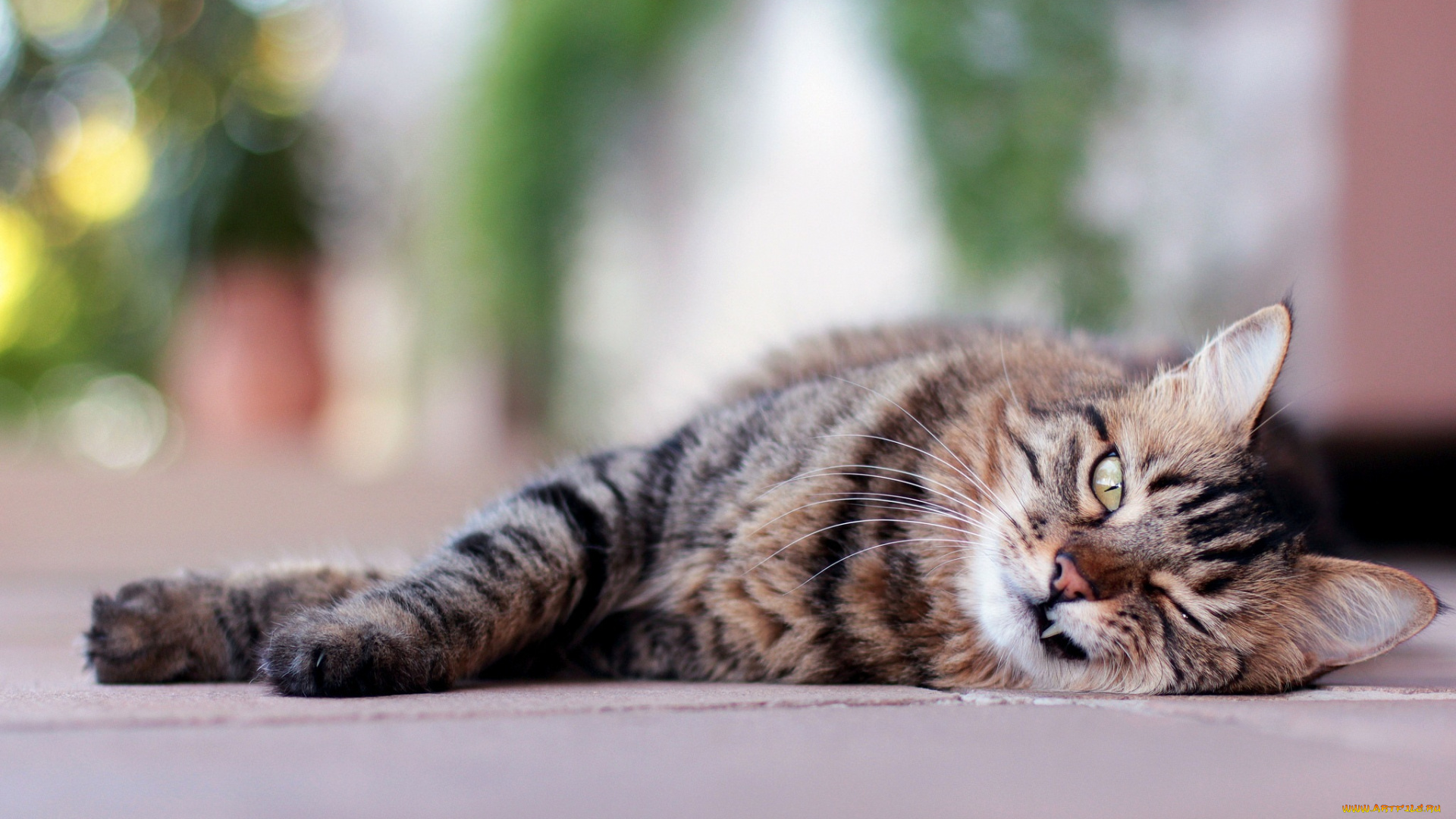 животные, коты, кошка, кот, лежит, полосатый, морда, взгляд, клык