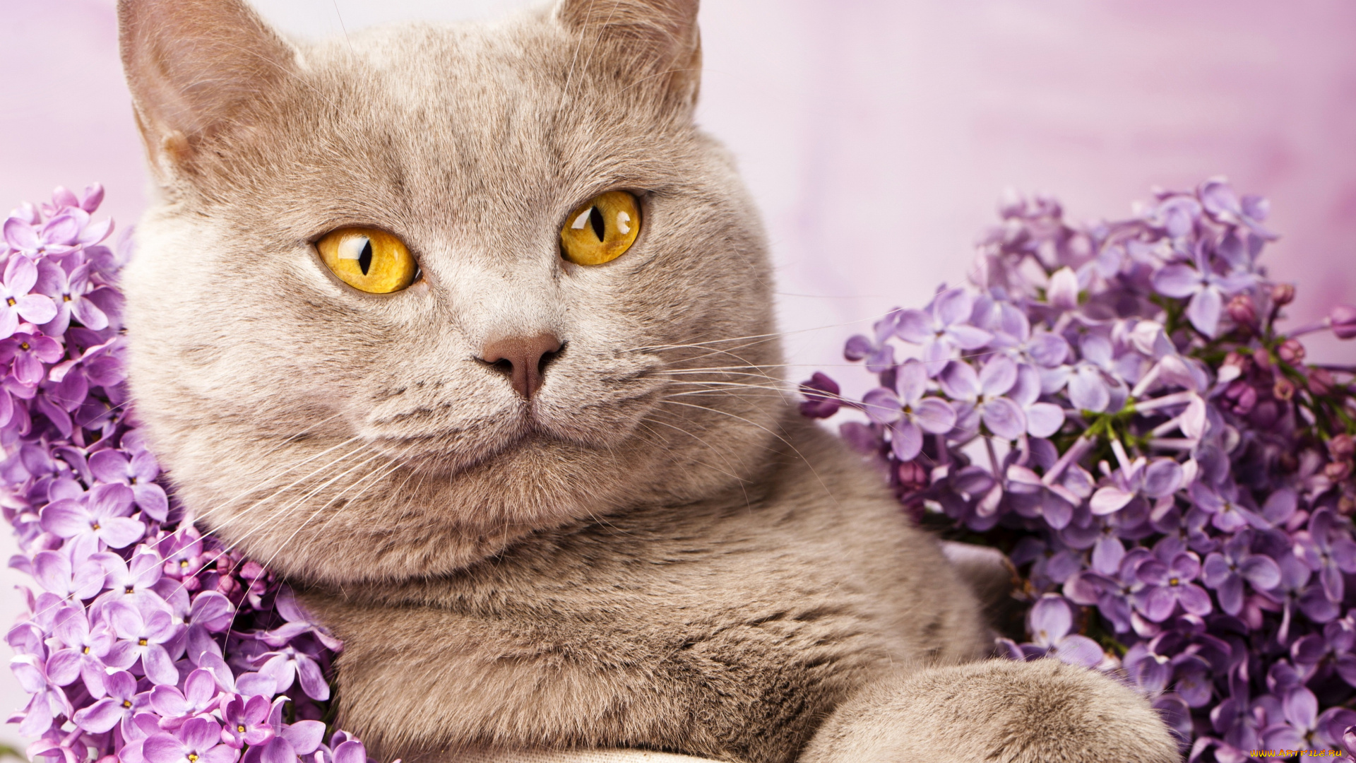 животные, коты, сирень, взгляд, кот