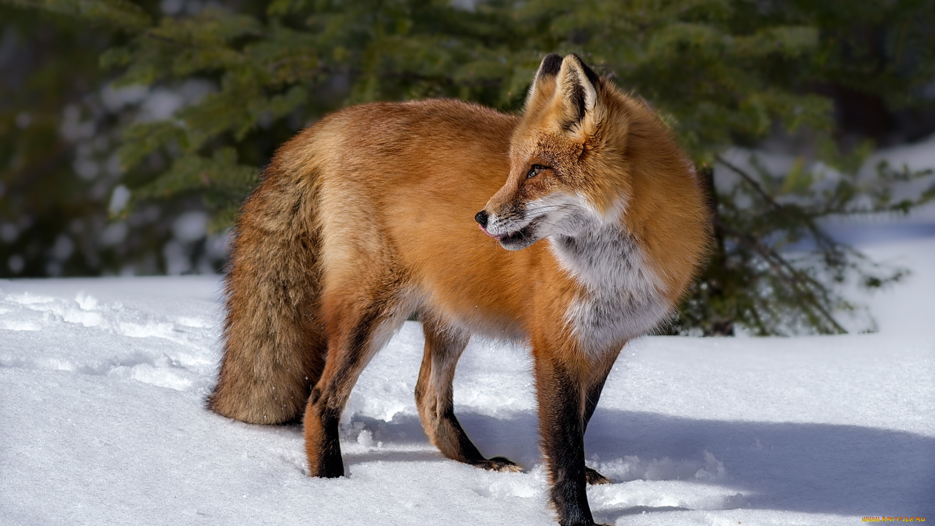 животные, лисы, лисичка