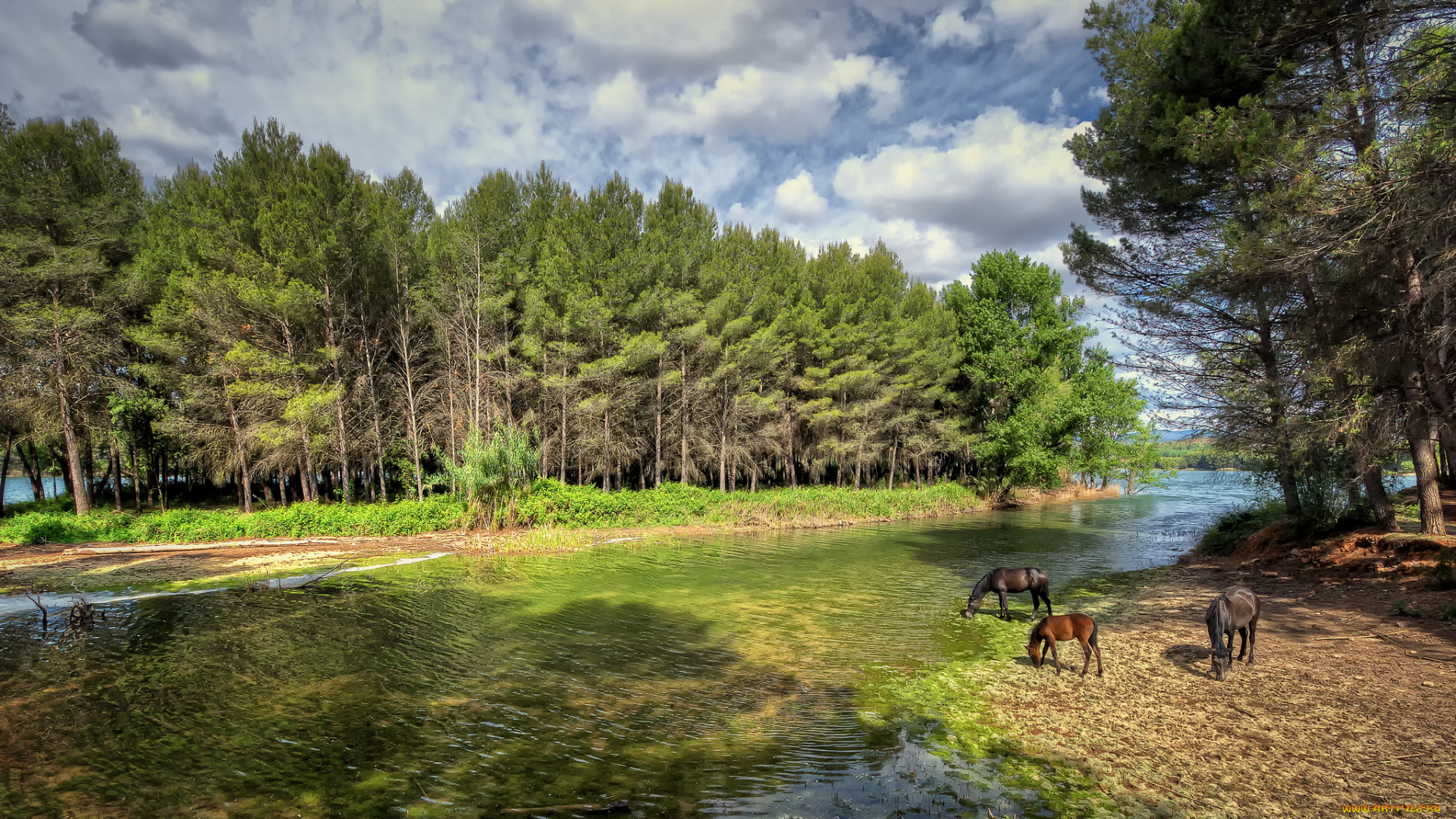 животные, лошади, лес, кони, луг, река