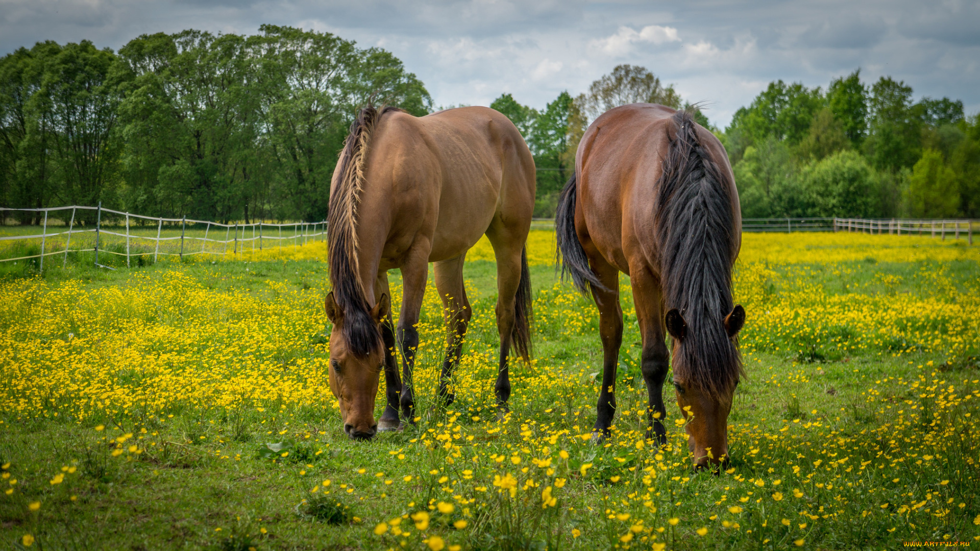 животные, лошади, лошадки, трава, луг