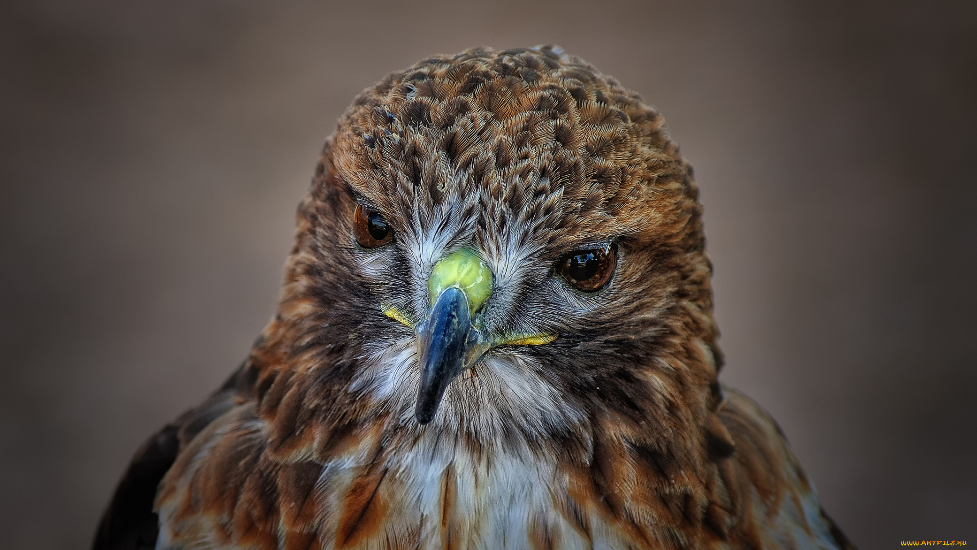 животные, птицы, -, хищники, глаза, клюв, голова