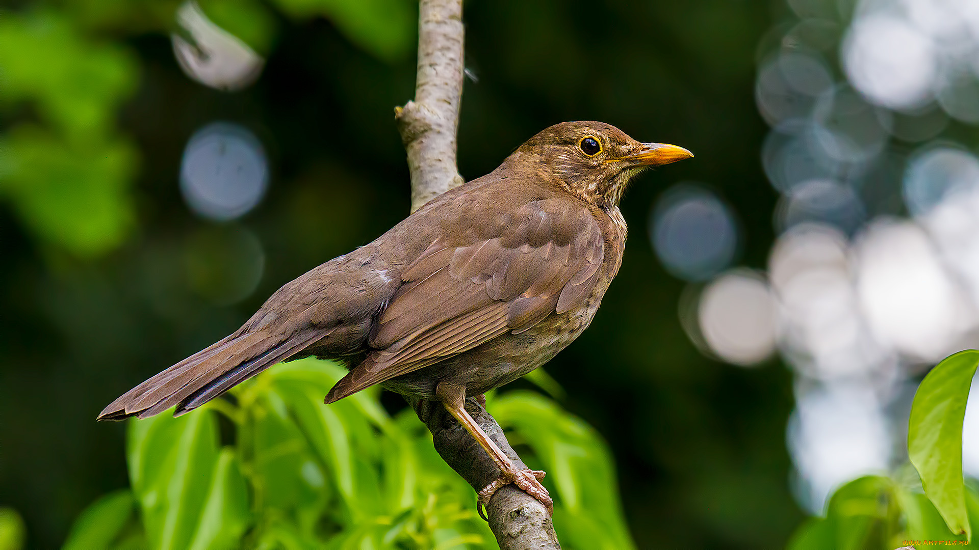 животные, птицы, птичка