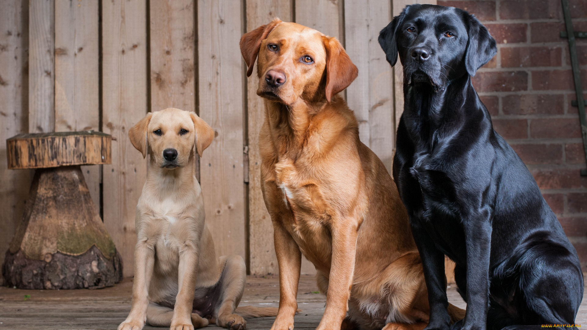 животные, собаки, собачки