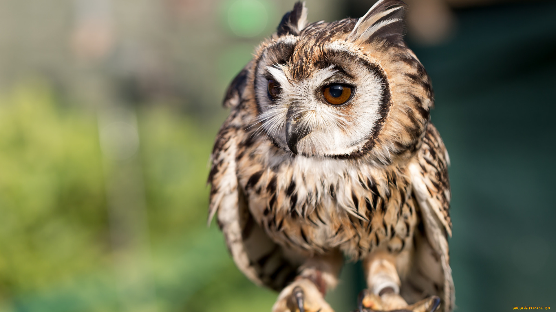 животные, совы, совенок