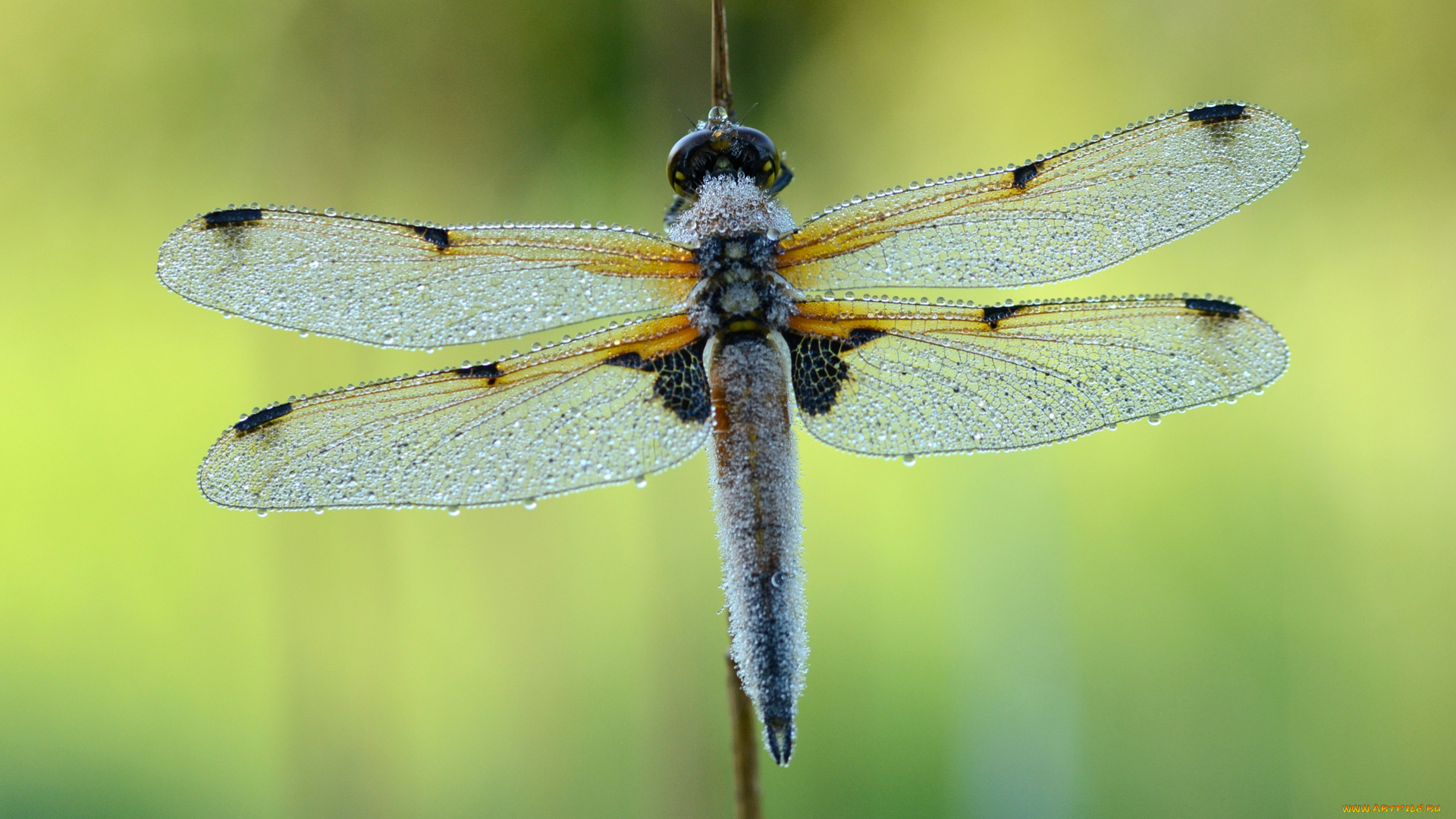 животные, стрекозы, стрекоза, роса, травинка, капли, насекомое, утро, зелёный, фон, макро