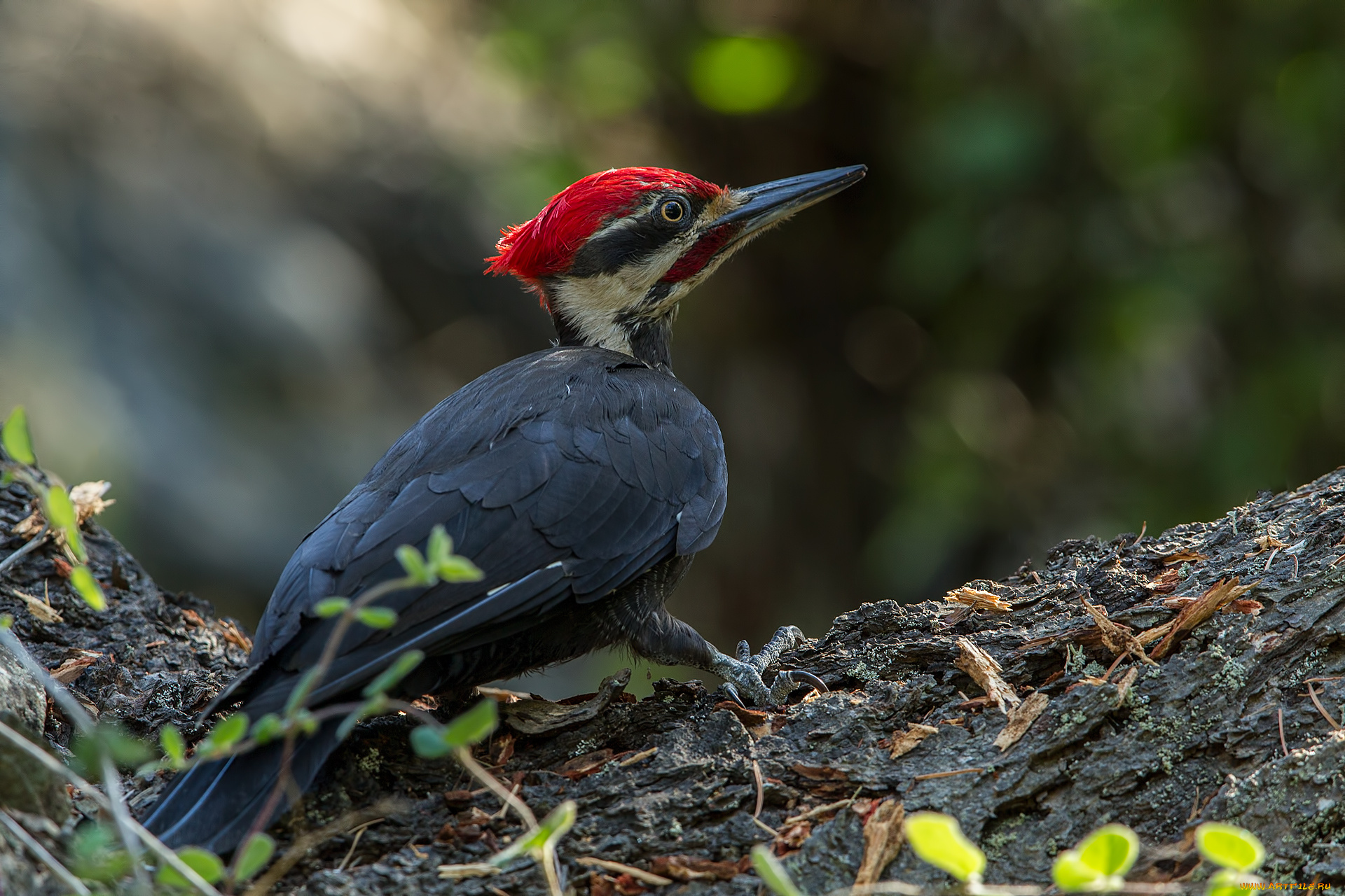 животные, дятлы, дятел