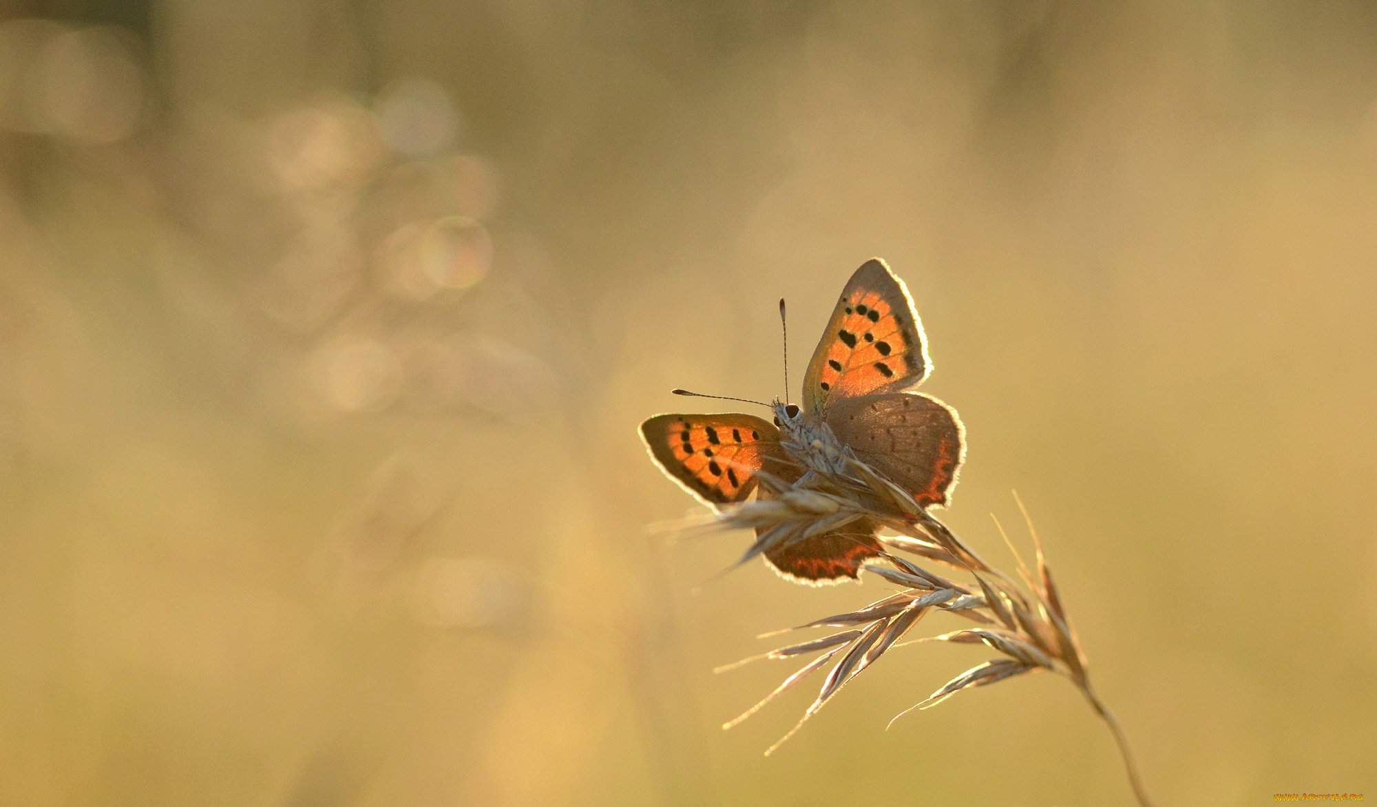 животные, бабочки, , мотыльки, , моли, насекомое, утро, бабочка, макро, травинка, капли, фон, роса