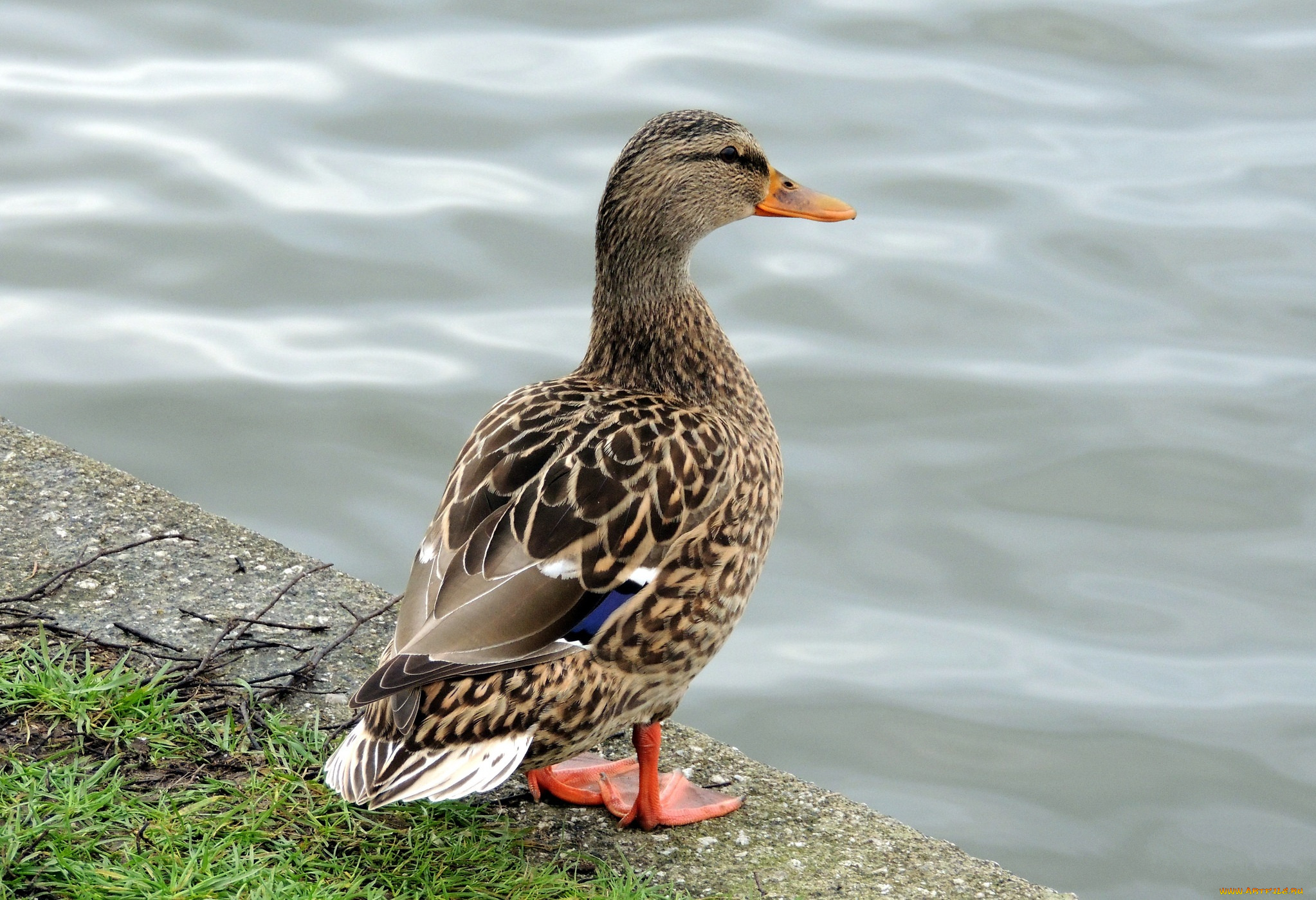 животные, утки, селезень