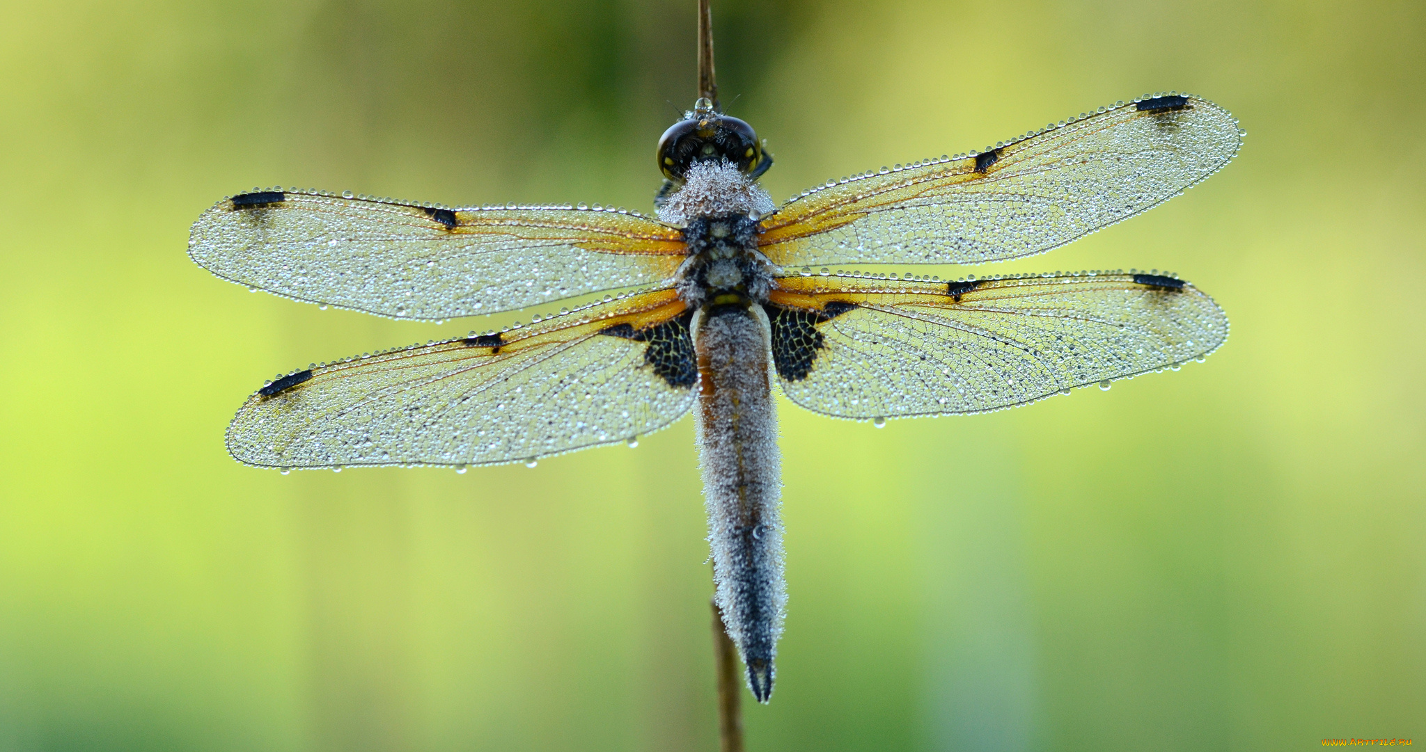 животные, стрекозы, стрекоза, роса, травинка, капли, насекомое, утро, зелёный, фон, макро