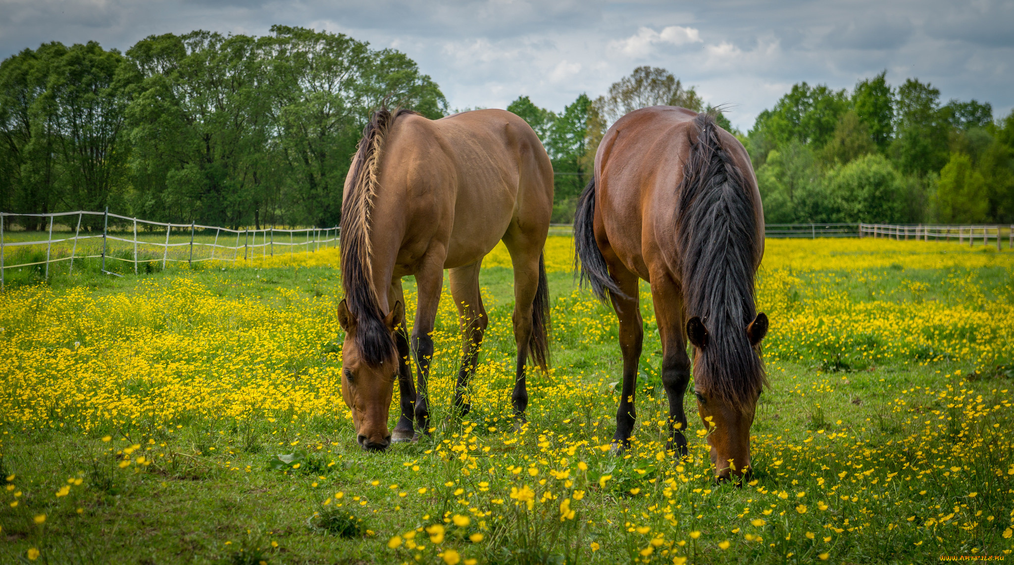животные, лошади, лошадки, трава, луг