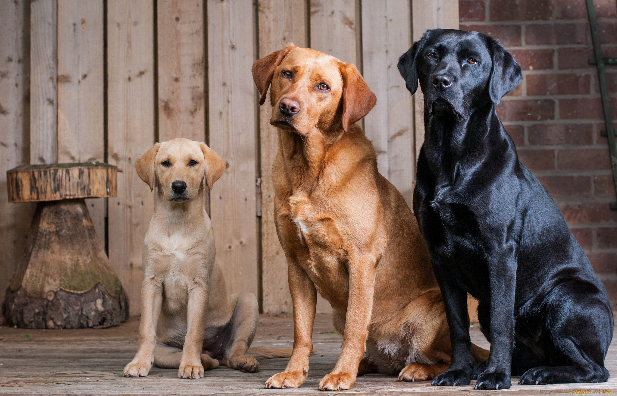 животные, собаки, собачки