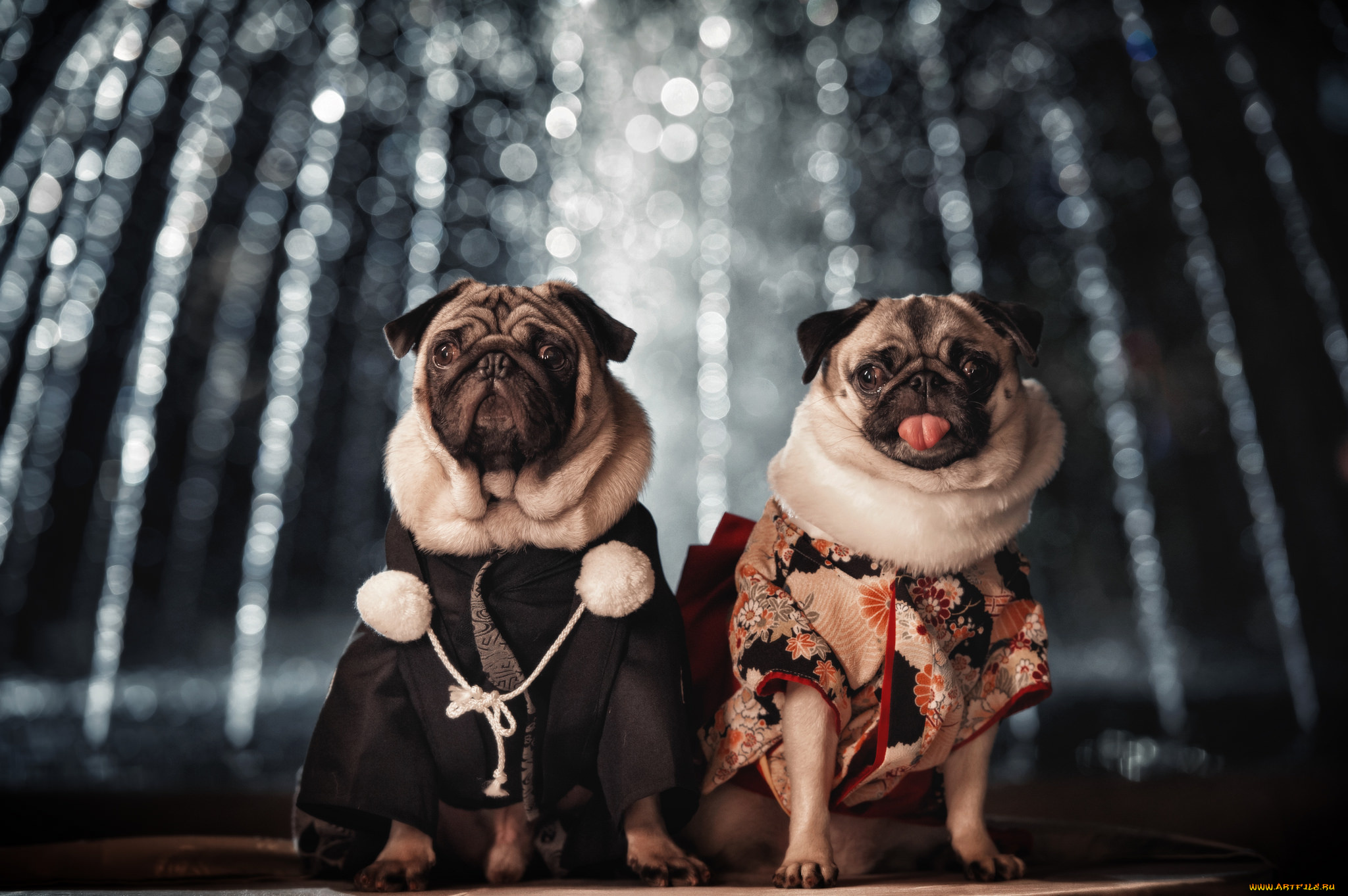 животные, собаки, собачки