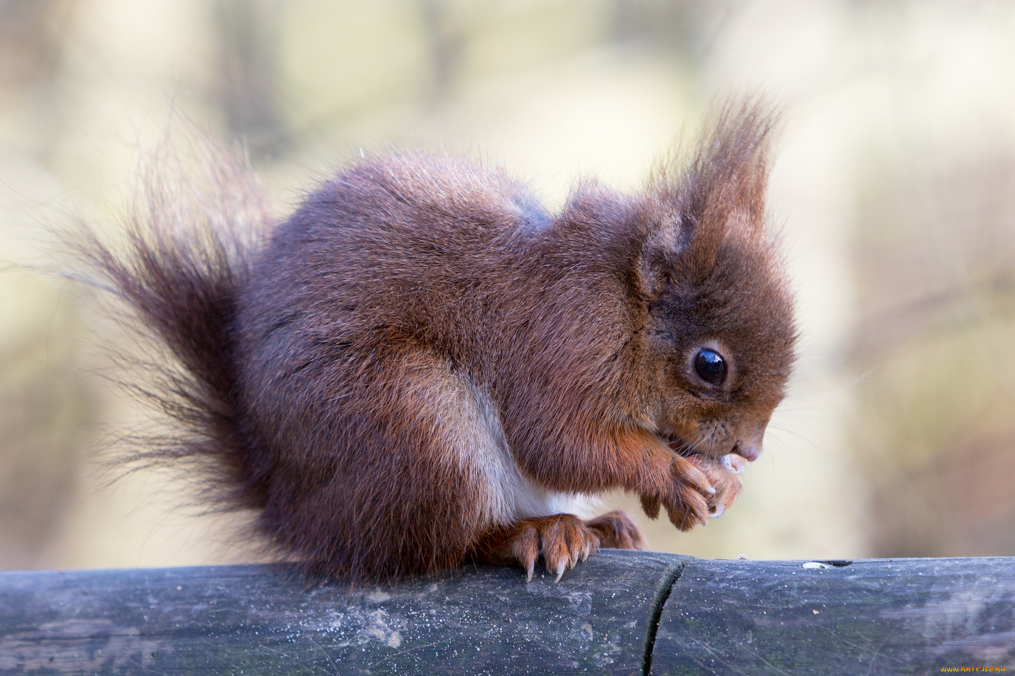 животные, белки, белка, дерево