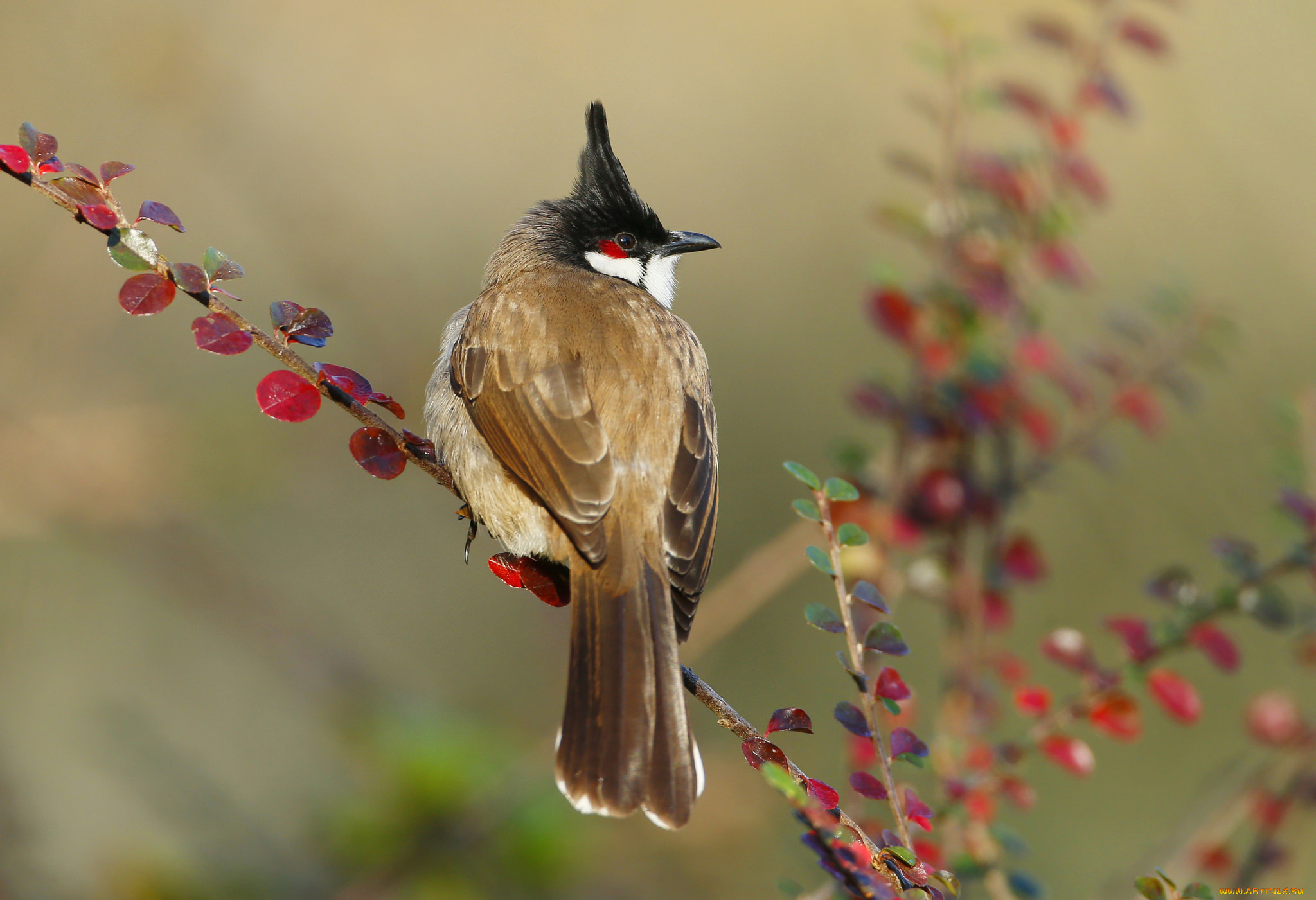 животные, кардиналы, ветка, клюв, хвост, птица