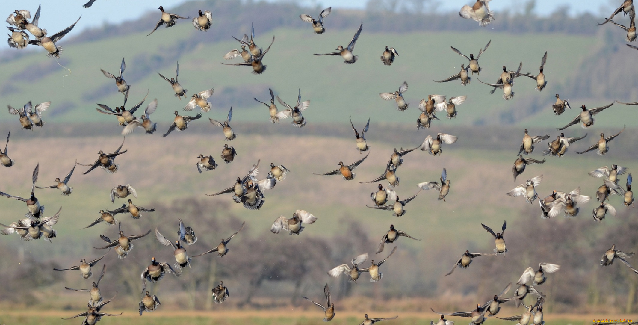 животные, утки, полёт, стая