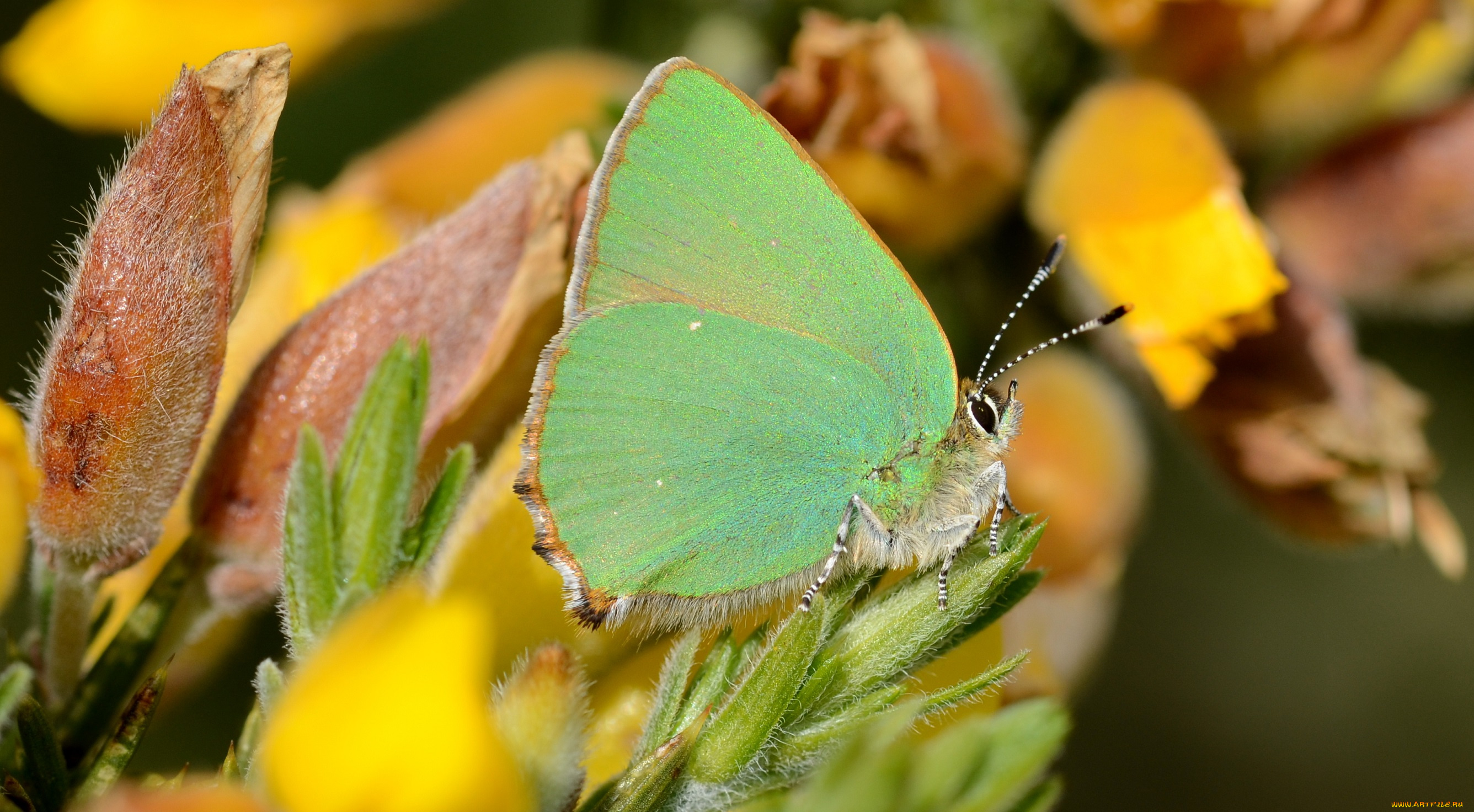 животные, бабочки, , мотыльки, , моли, цветы, усики, крылья, растения, бабочка, макро