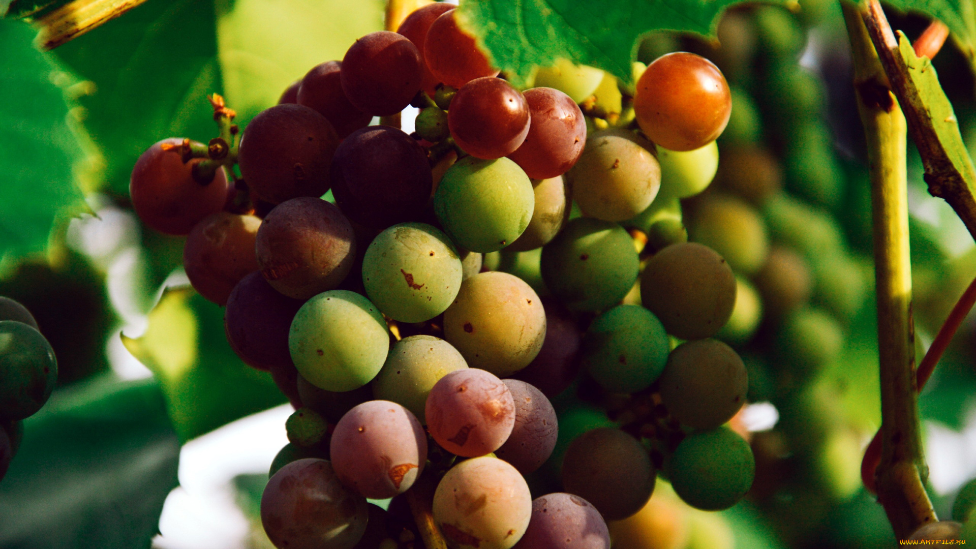 природа, Ягоды, , виноград, гроздь, незрелый