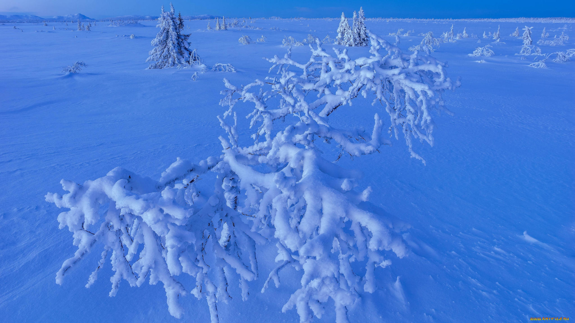 природа, зима, деревья, снег