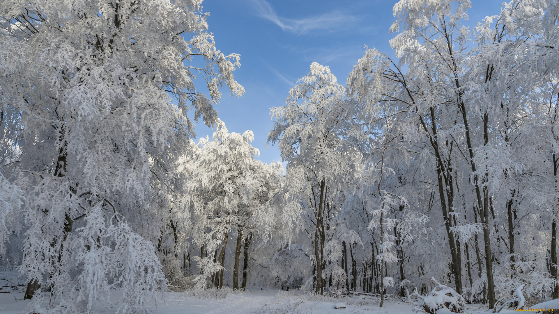 природа, зима, снег, деревья
