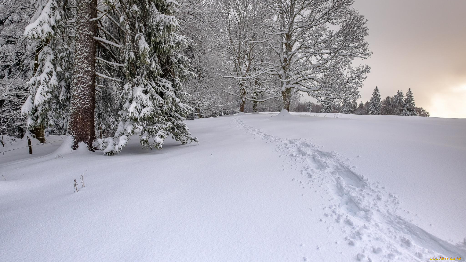 природа, зима, сугробы, снег, деревья