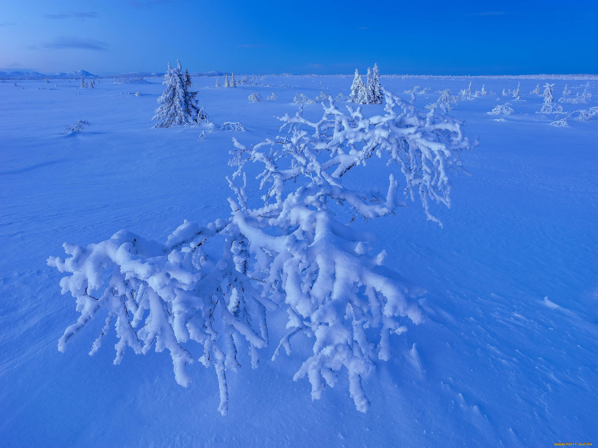 природа, зима, деревья, снег