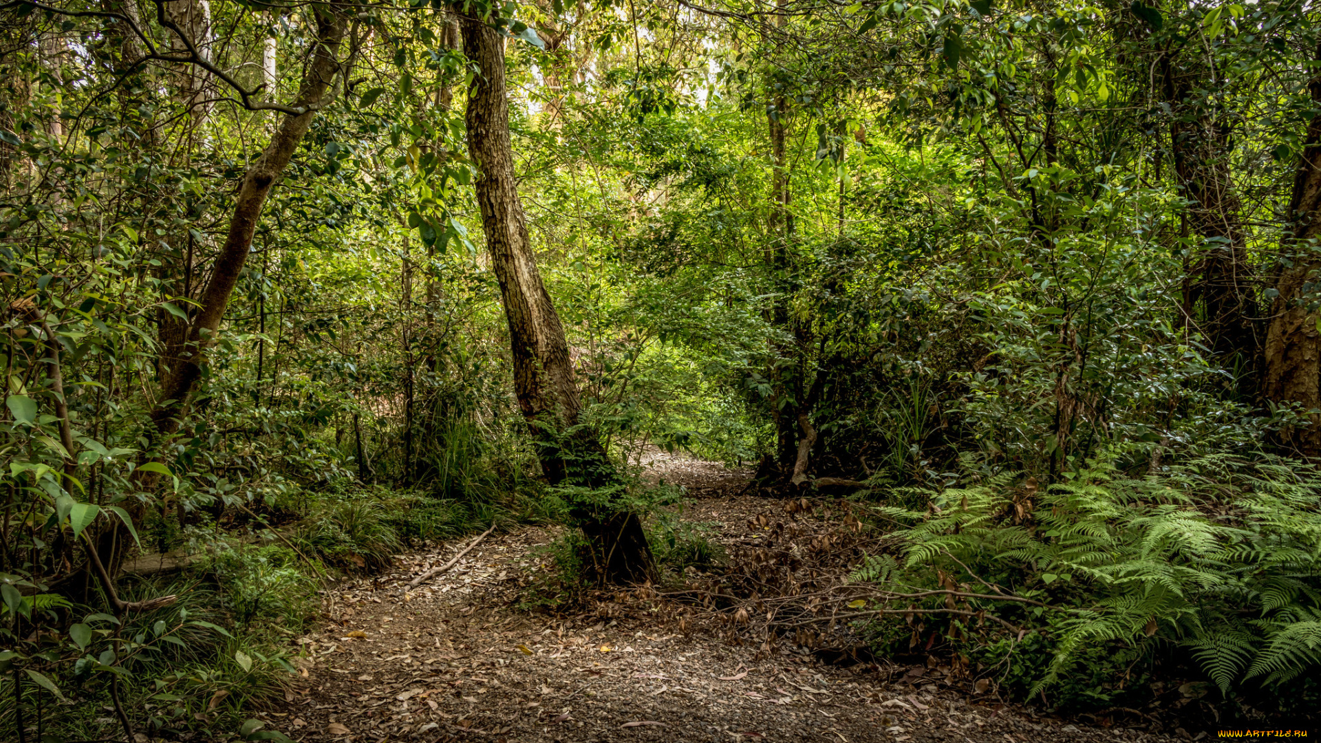 природа, дороги, простор