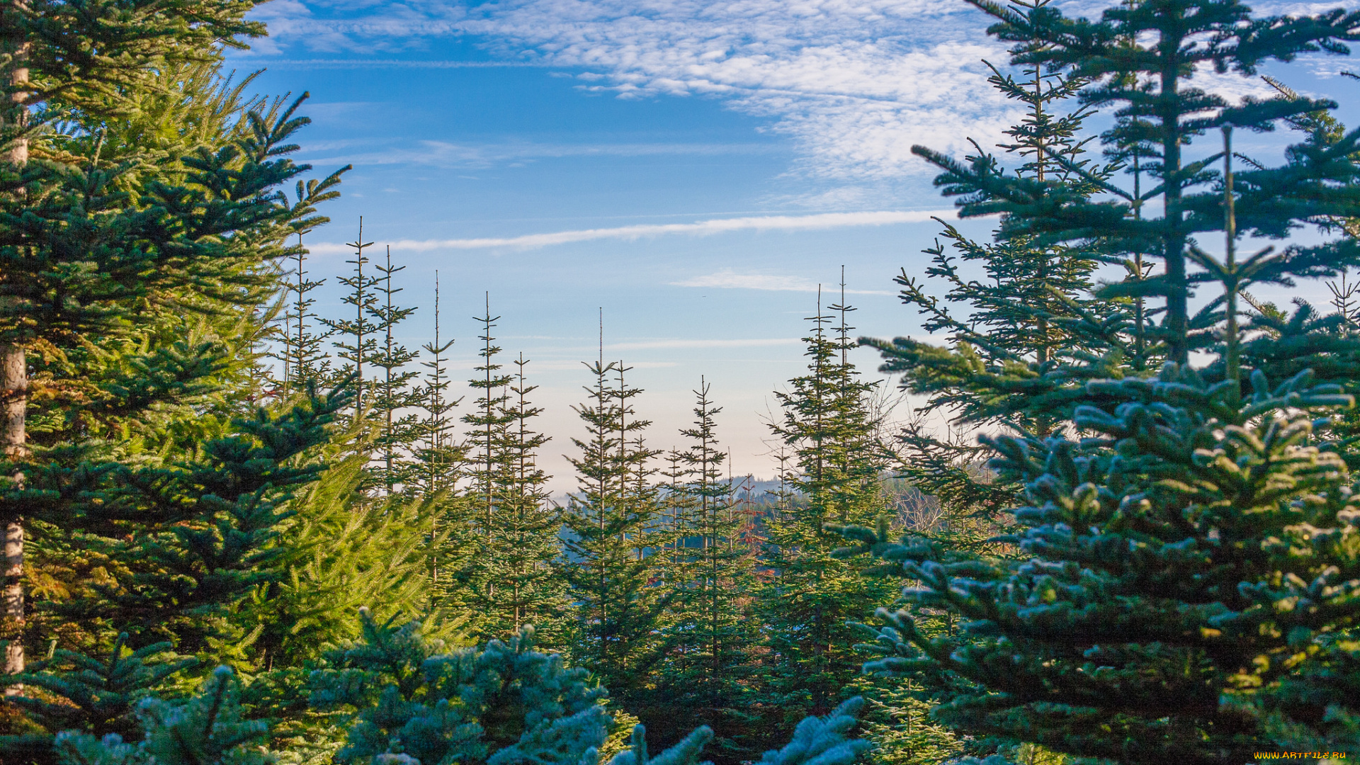 природа, лес, простор