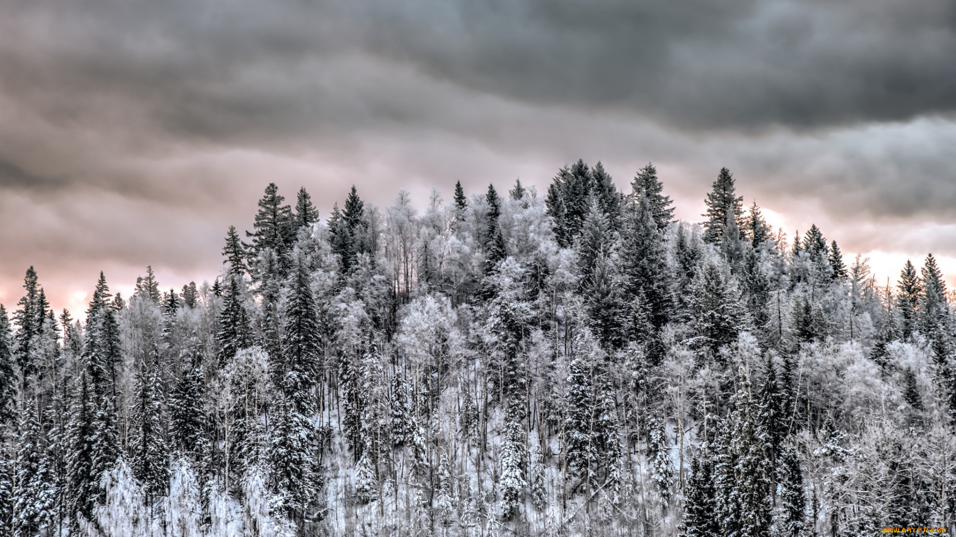 природа, лес, простор