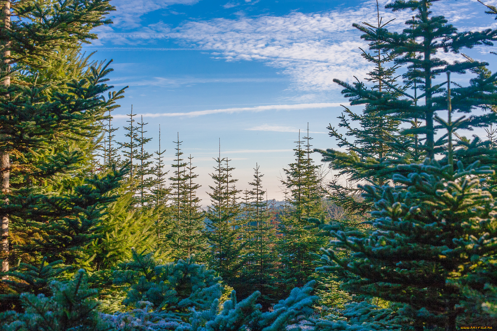 природа, лес, простор