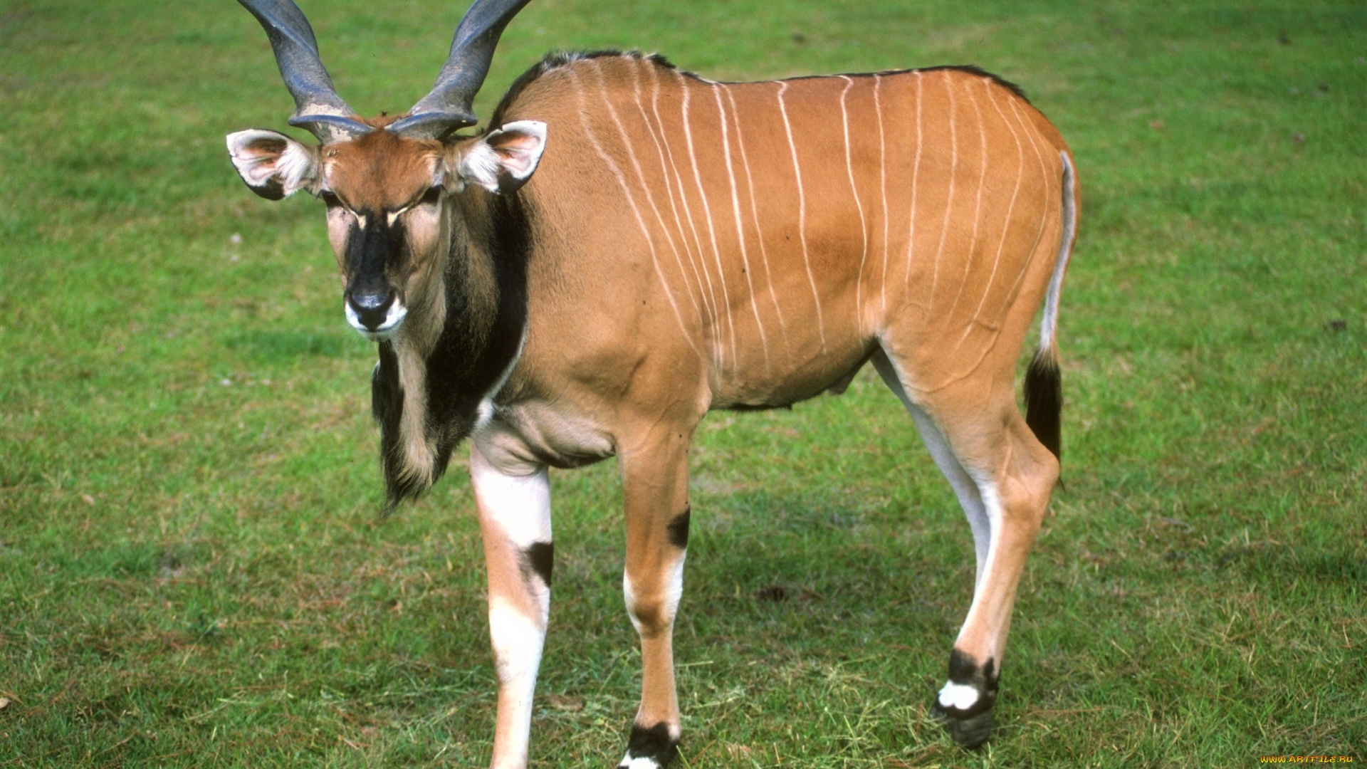 животные, антилопы, антилопа, канна, трава