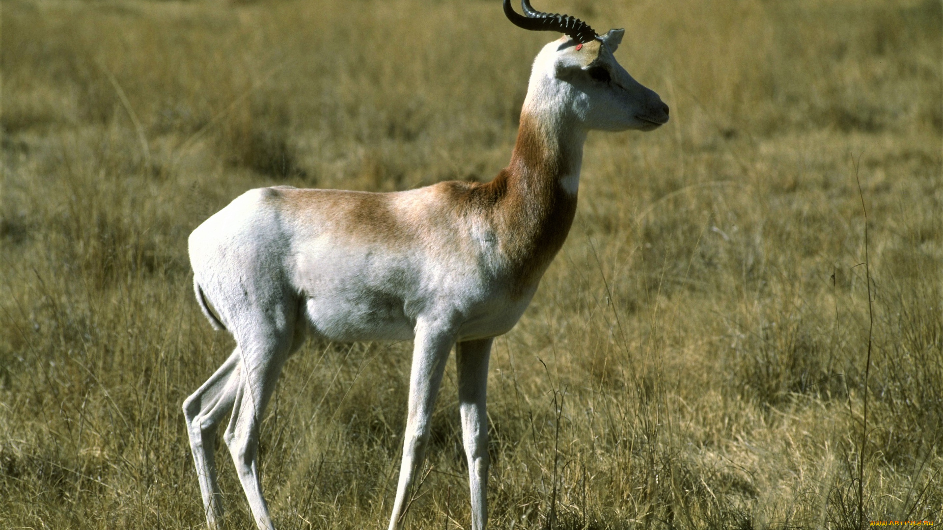 животные, антилопы, степь, антилопа
