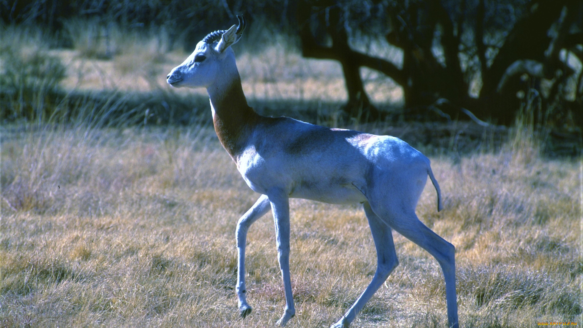 животные, антилопы, степь, деревья, антилопа