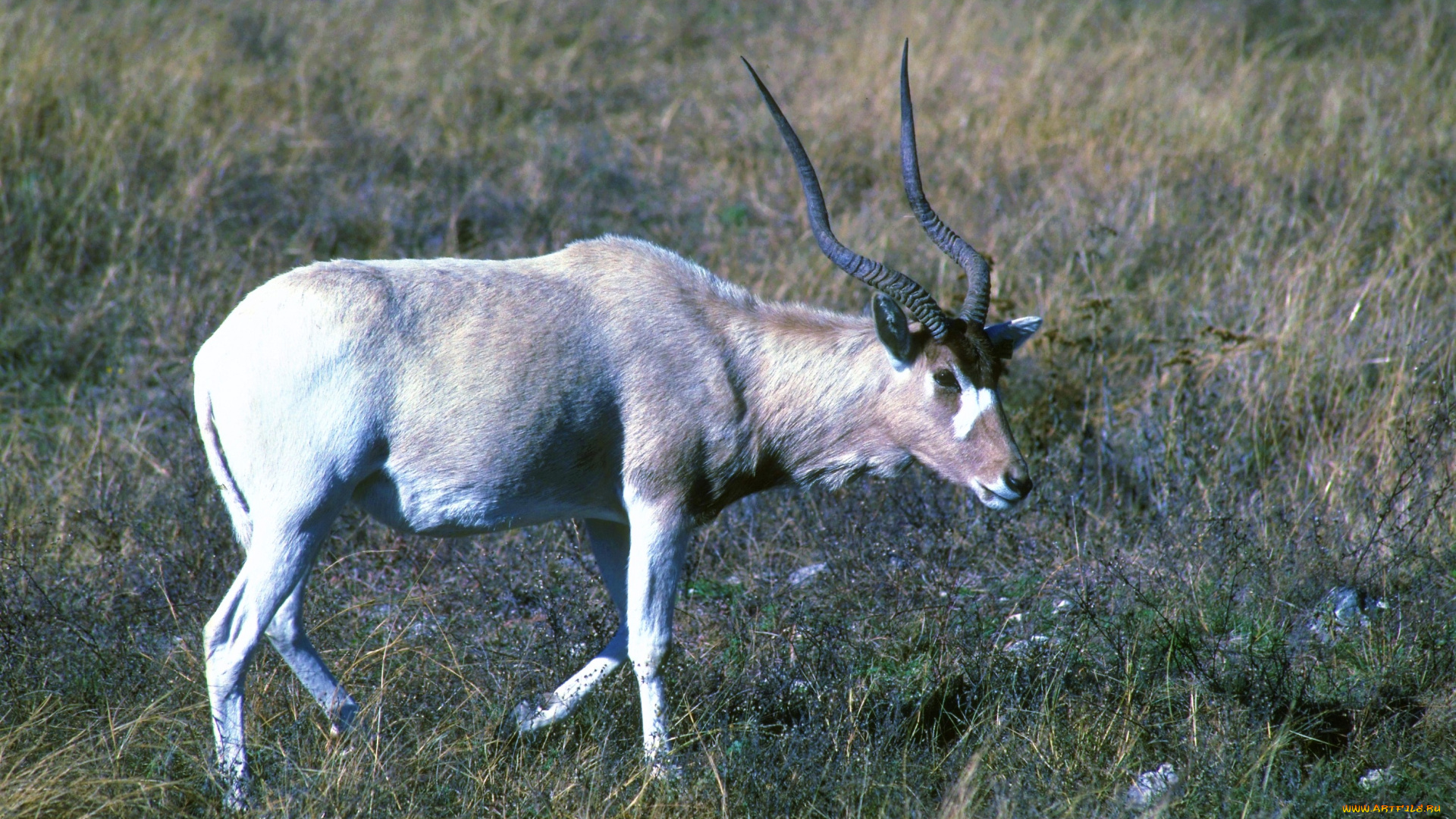 животные, антилопы, трава, антилопа