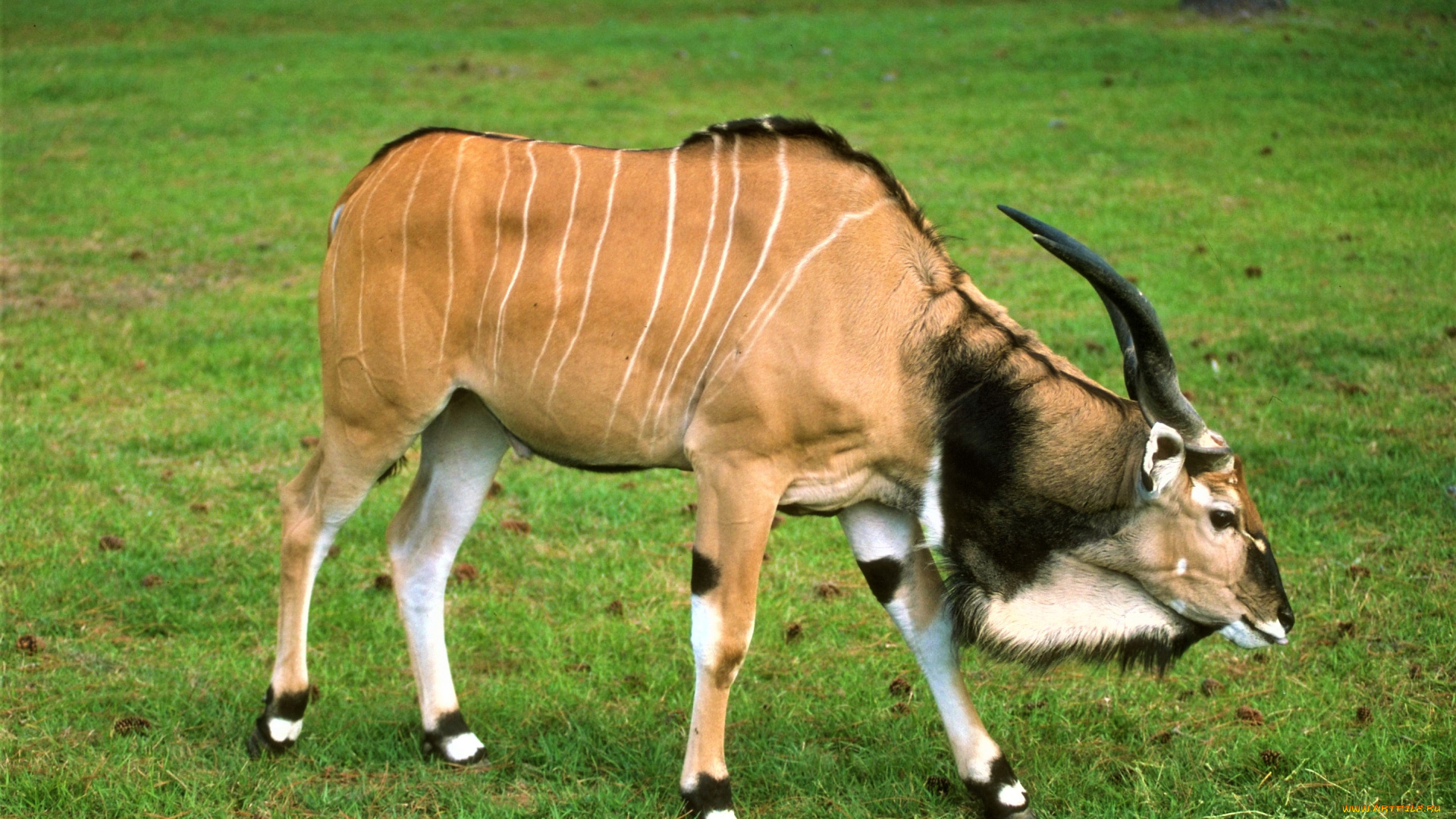 животные, антилопы, трава, антилопа