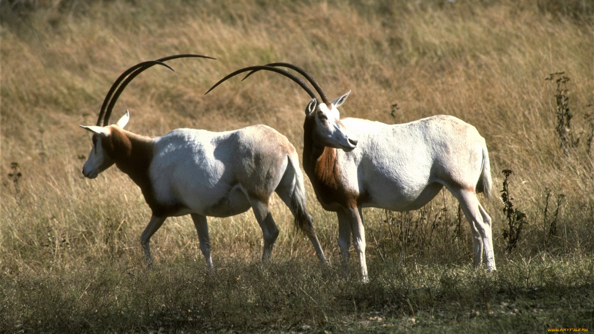 животные, антилопы, трава, пара, ориксы