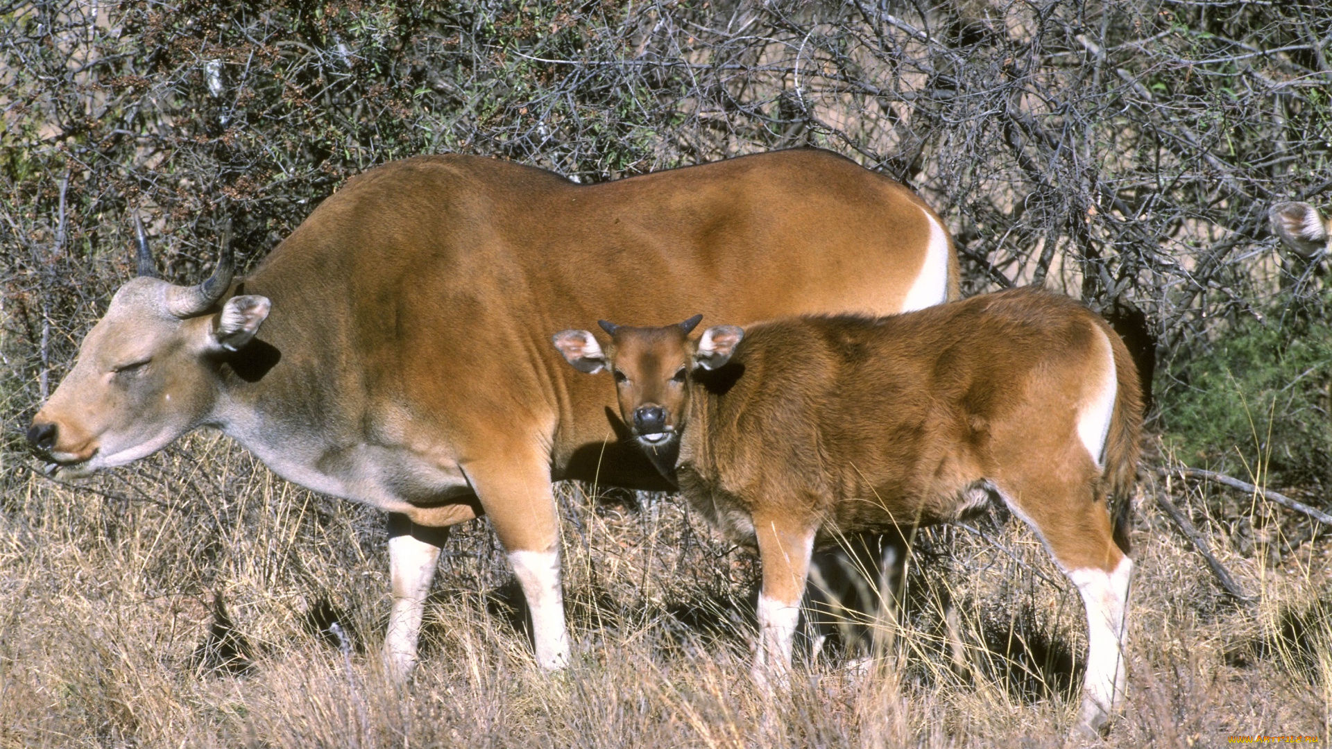 животные, коровы, , буйволы, кусты, трава, теленок, бантенги