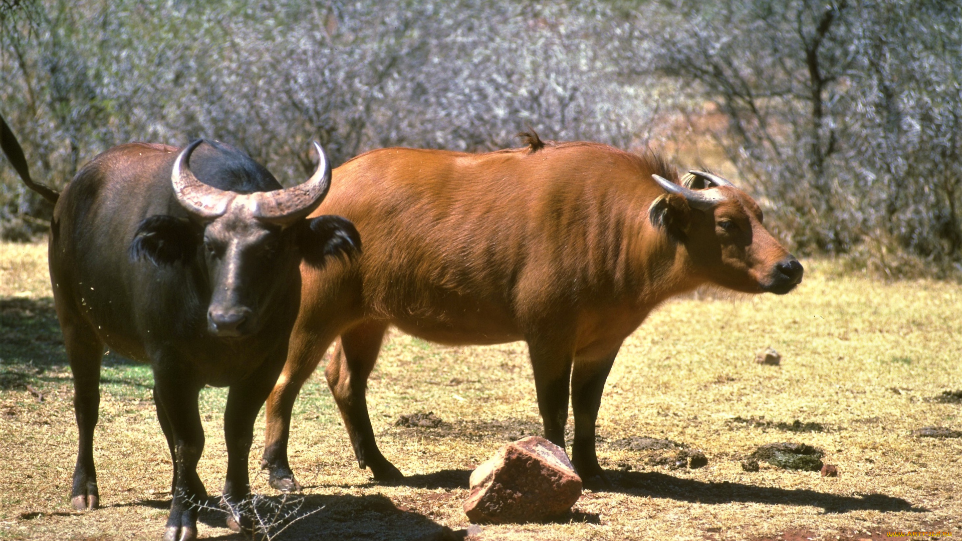 животные, коровы, , буйволы, саванна, буйволы, кусты