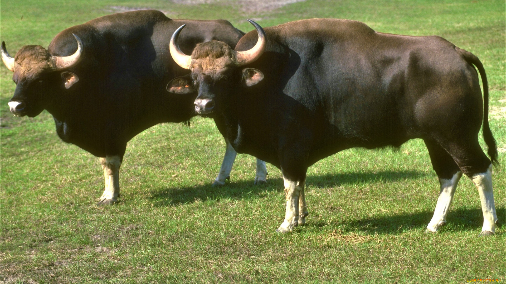 животные, коровы, , буйволы, трава, быки