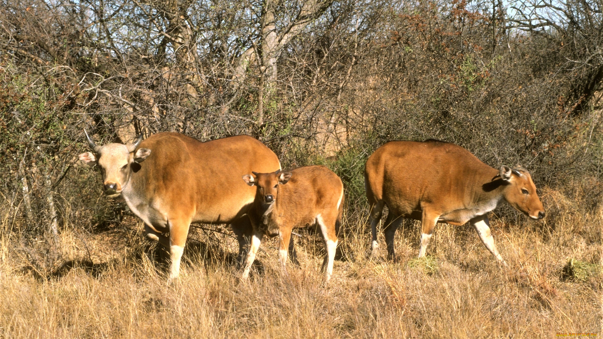 животные, коровы, , буйволы, трава, кусты, бантенги, теленок