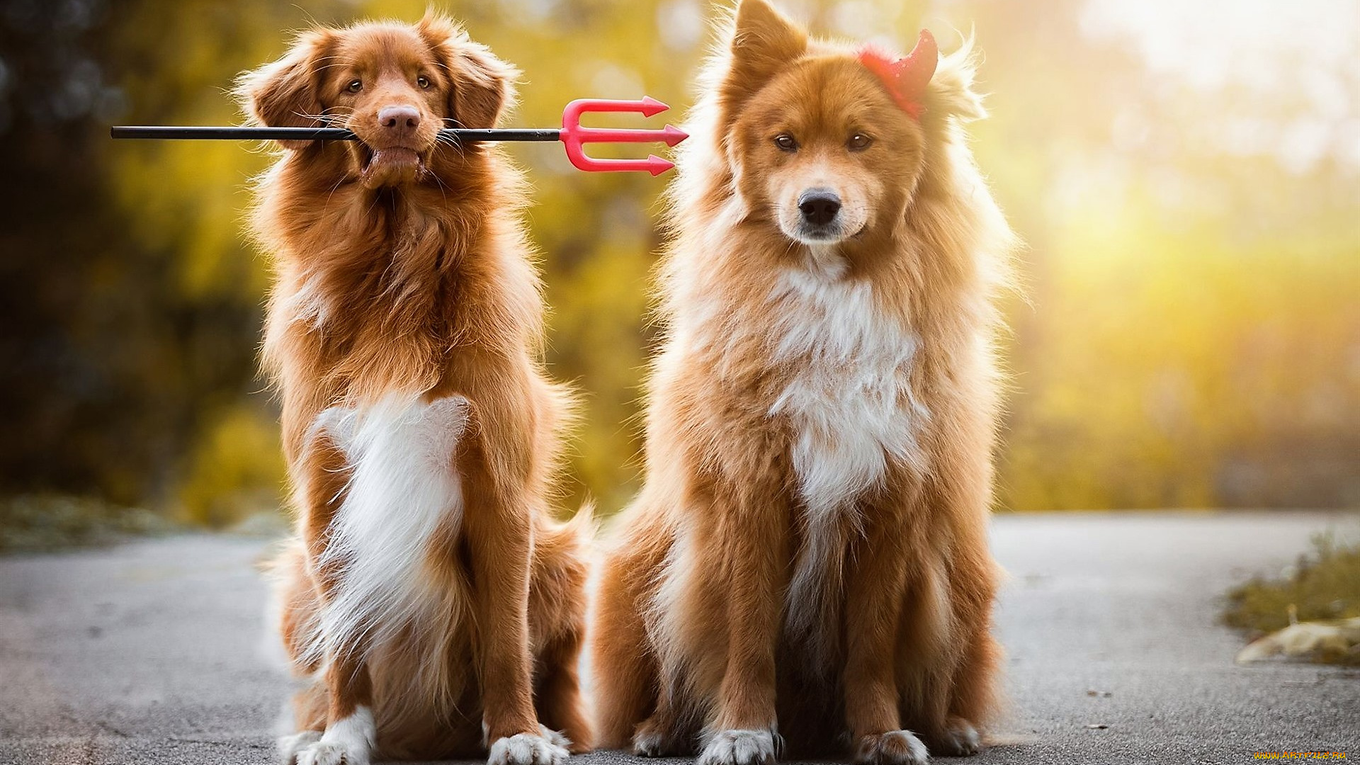 животные, собаки, трезубец