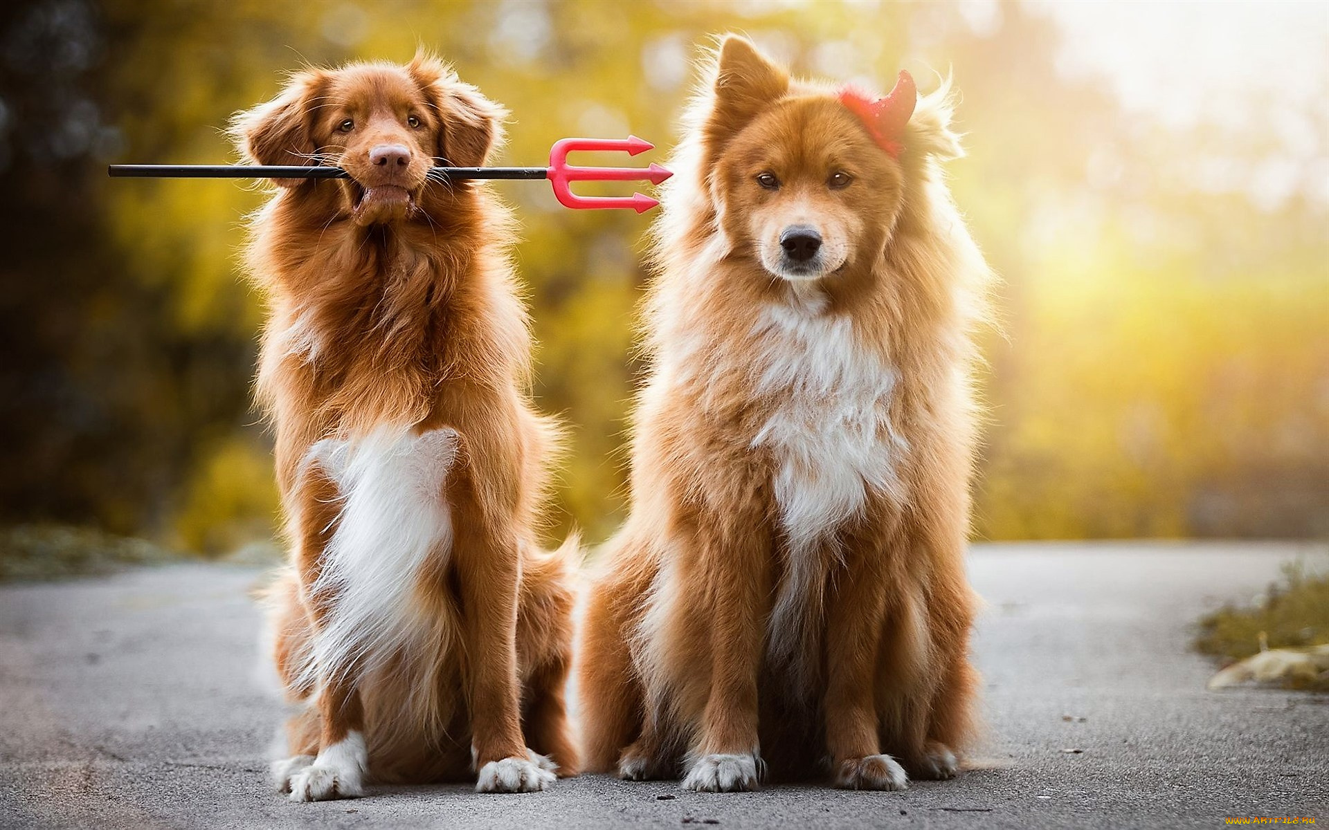 животные, собаки, трезубец